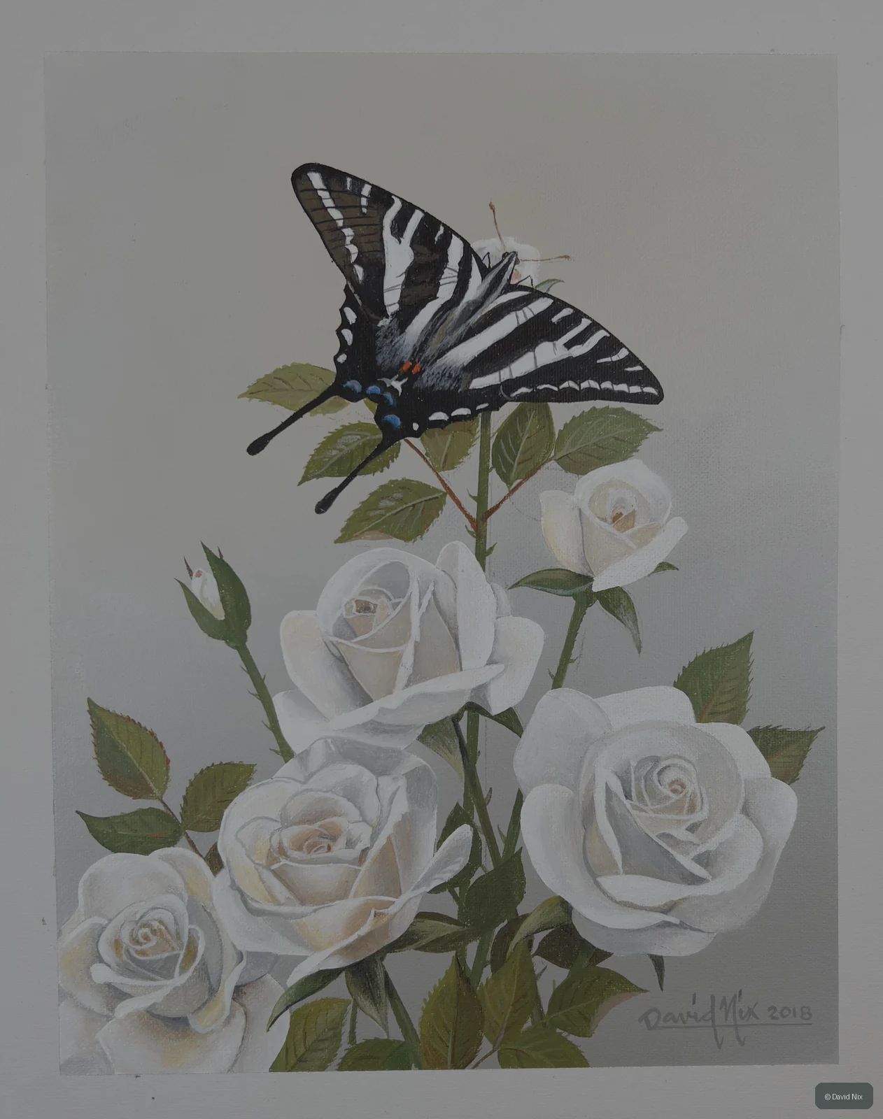 Zebra Swallowtail on White Roses; original wildlife artwork in the butterflies series.