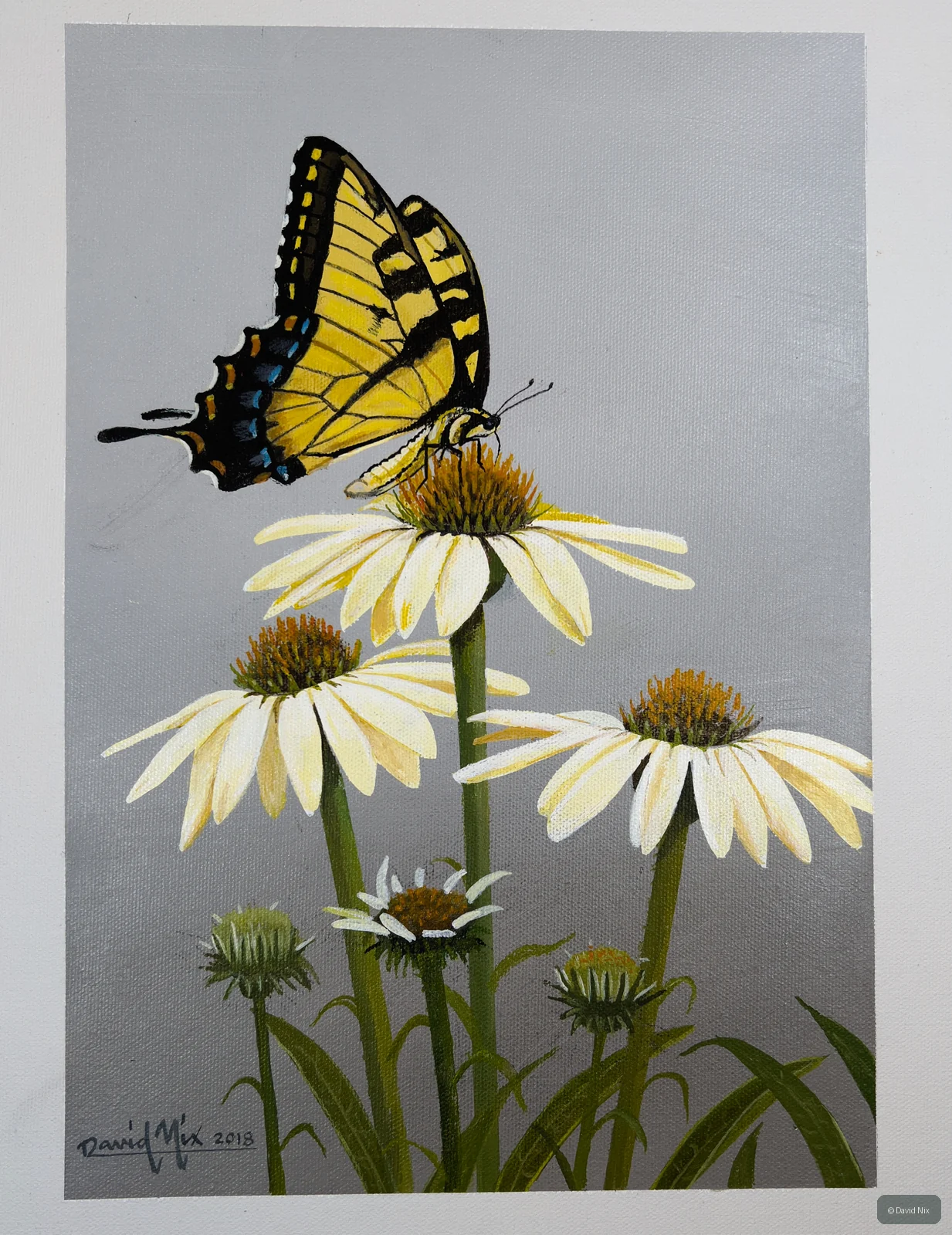Swallowtail on Cone Flowers; original wildlife artwork in the butterflies series.