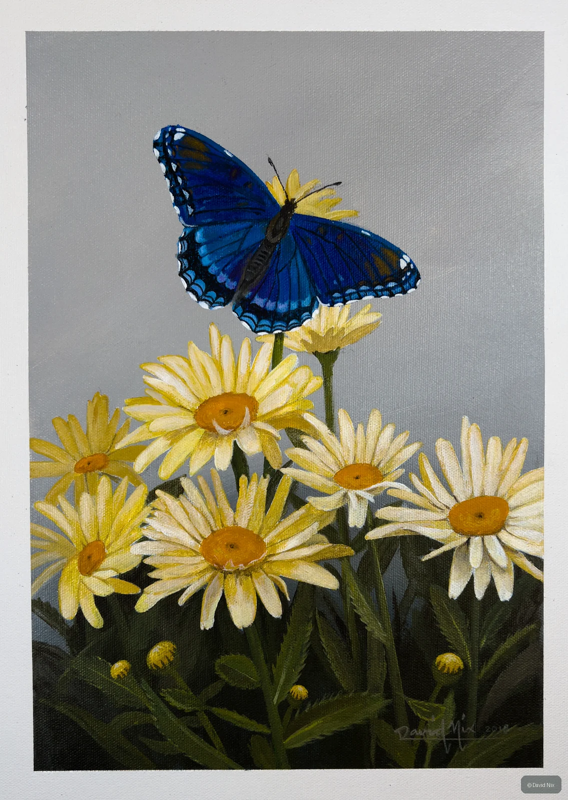 Red-Spotted Purple Admiral in Daisies; original wildlife artwork in the butterflies series.