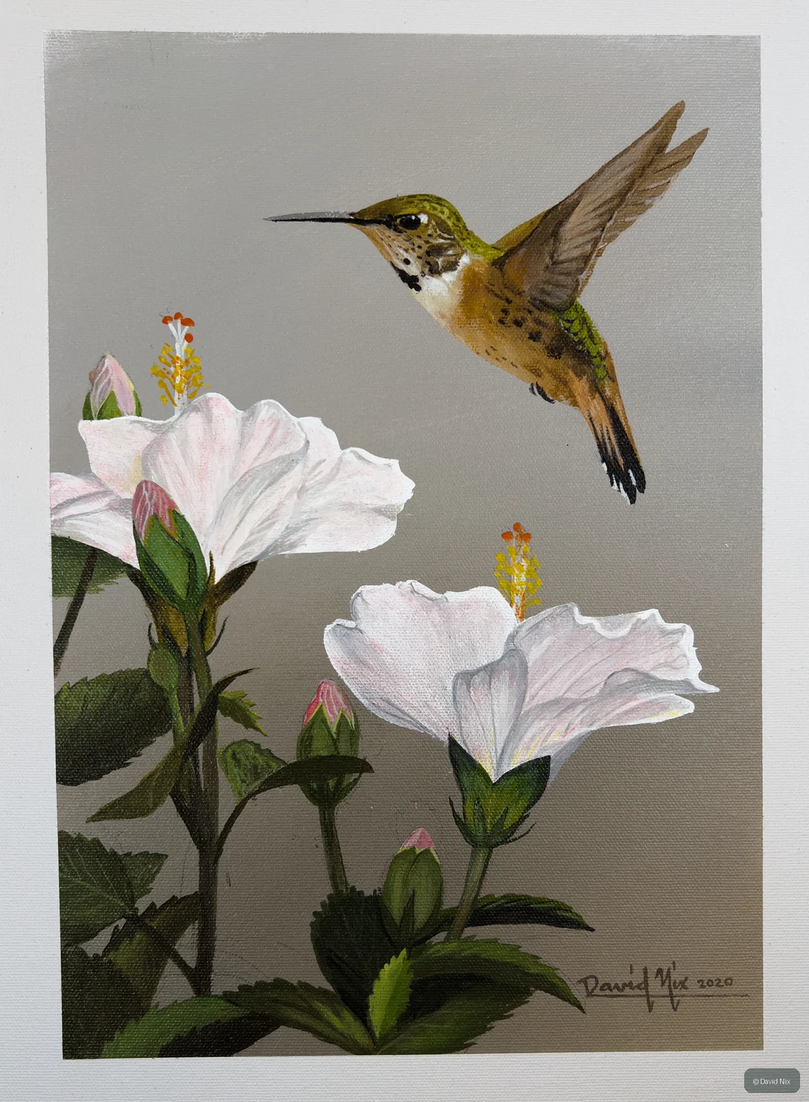 Rufous Hummingbird; original wildlife artwork in the hummingbirds series.