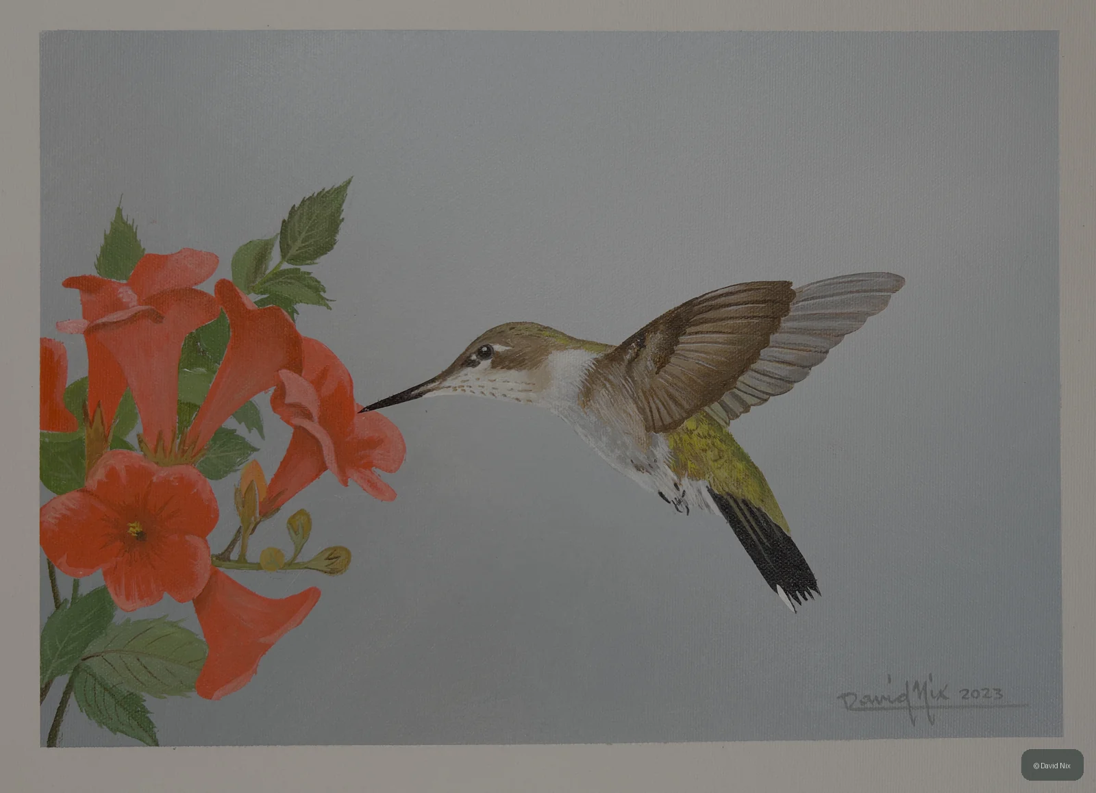 Hummingbird on Trumpet Vine; original wildlife artwork in the hummingbirds series.