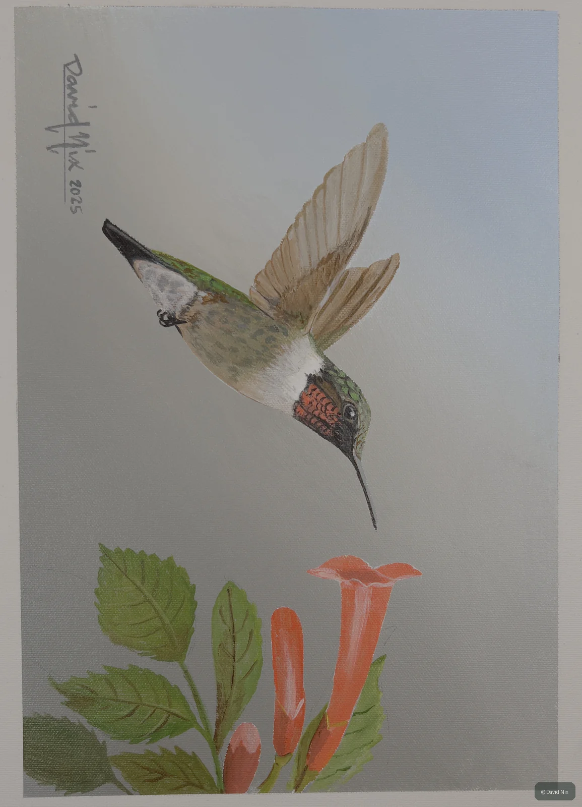 Male Ruby-Throated Hummingbird on Trumpet Vine; original wildlife artwork in the hummingbirds series.
