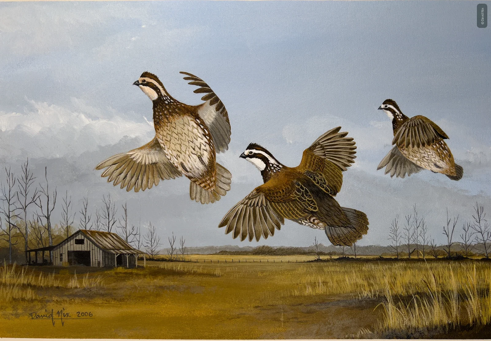 Bobwhite Quail in Flight; original wildlife artwork in the other birds series.