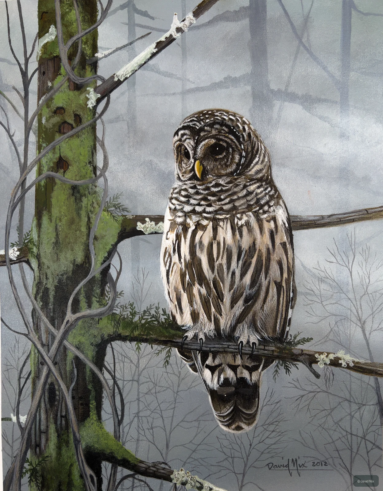 Barred Owl in Mossy Tree; original wildlife artwork in the other birds series.