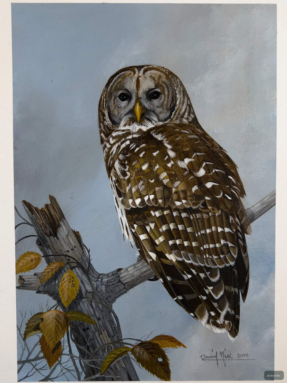 Barred Owl on Branch; original wildlife artwork in the other birds series.