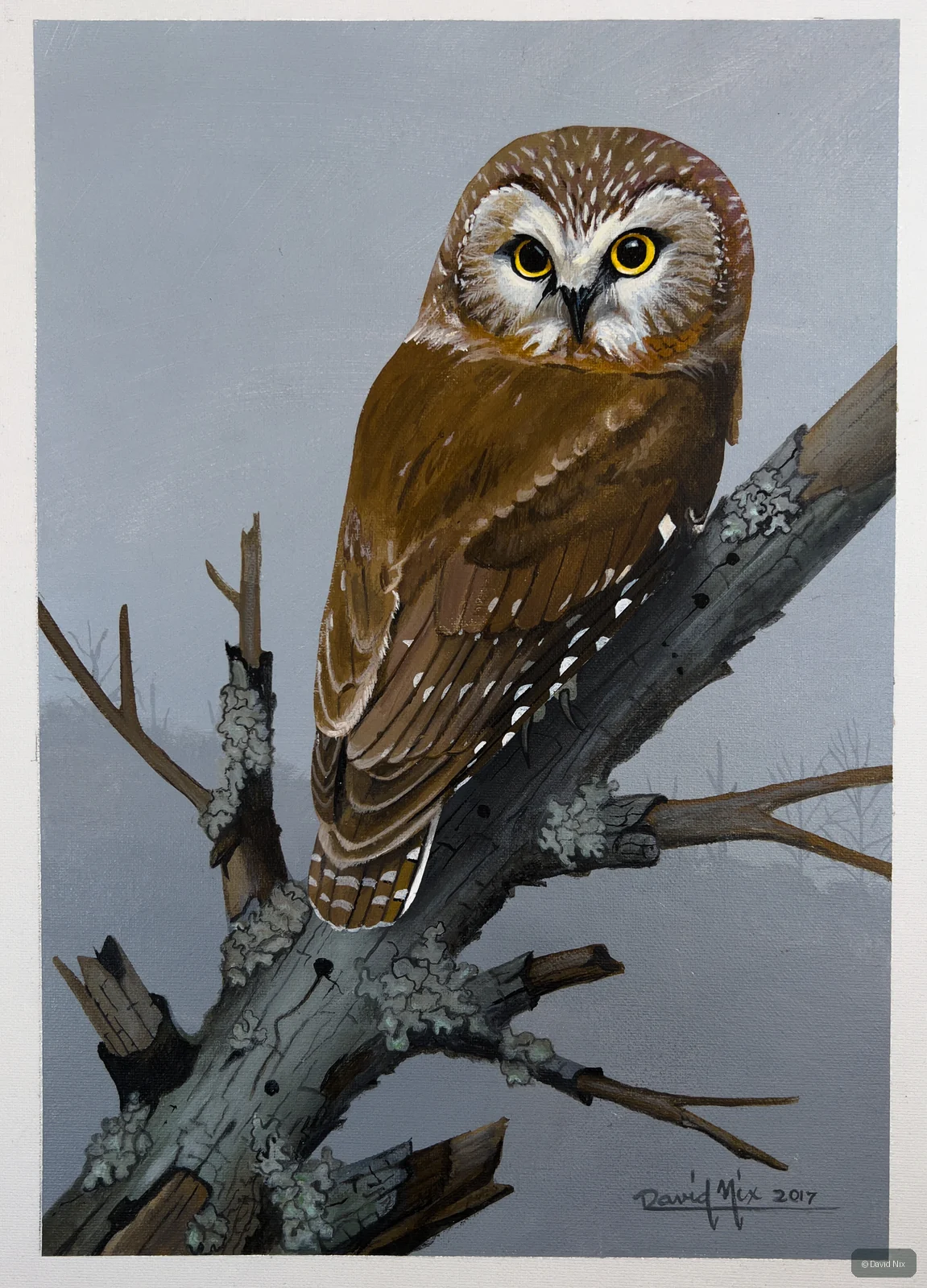 Saw-whet Owl on Mossy Branch; original wildlife artwork in the other birds series.