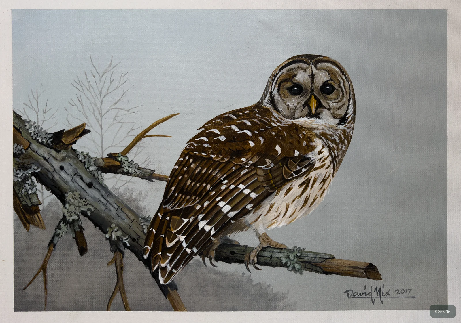 Barred Owl in Winter; original wildlife artwork in the other birds series.
