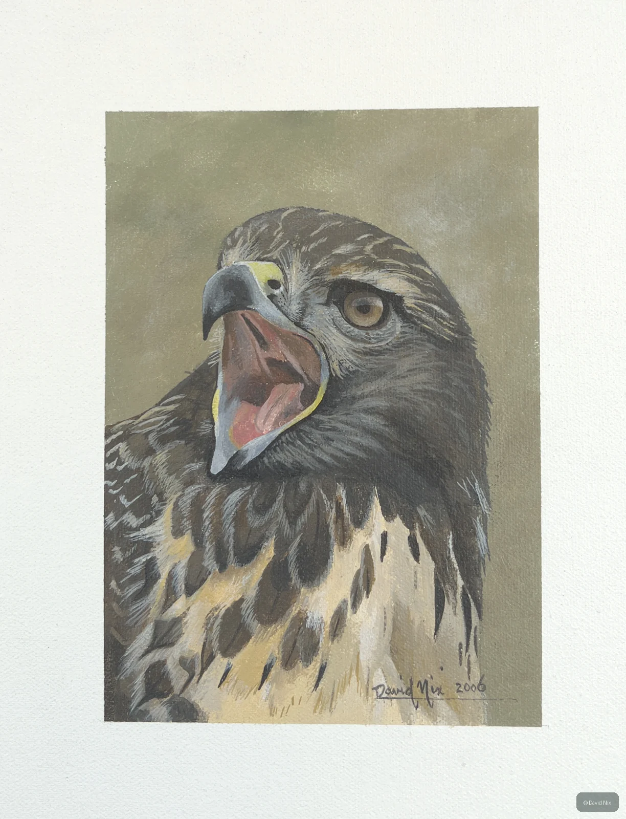 Dramatic open-beak juvenile eagle/head study.
