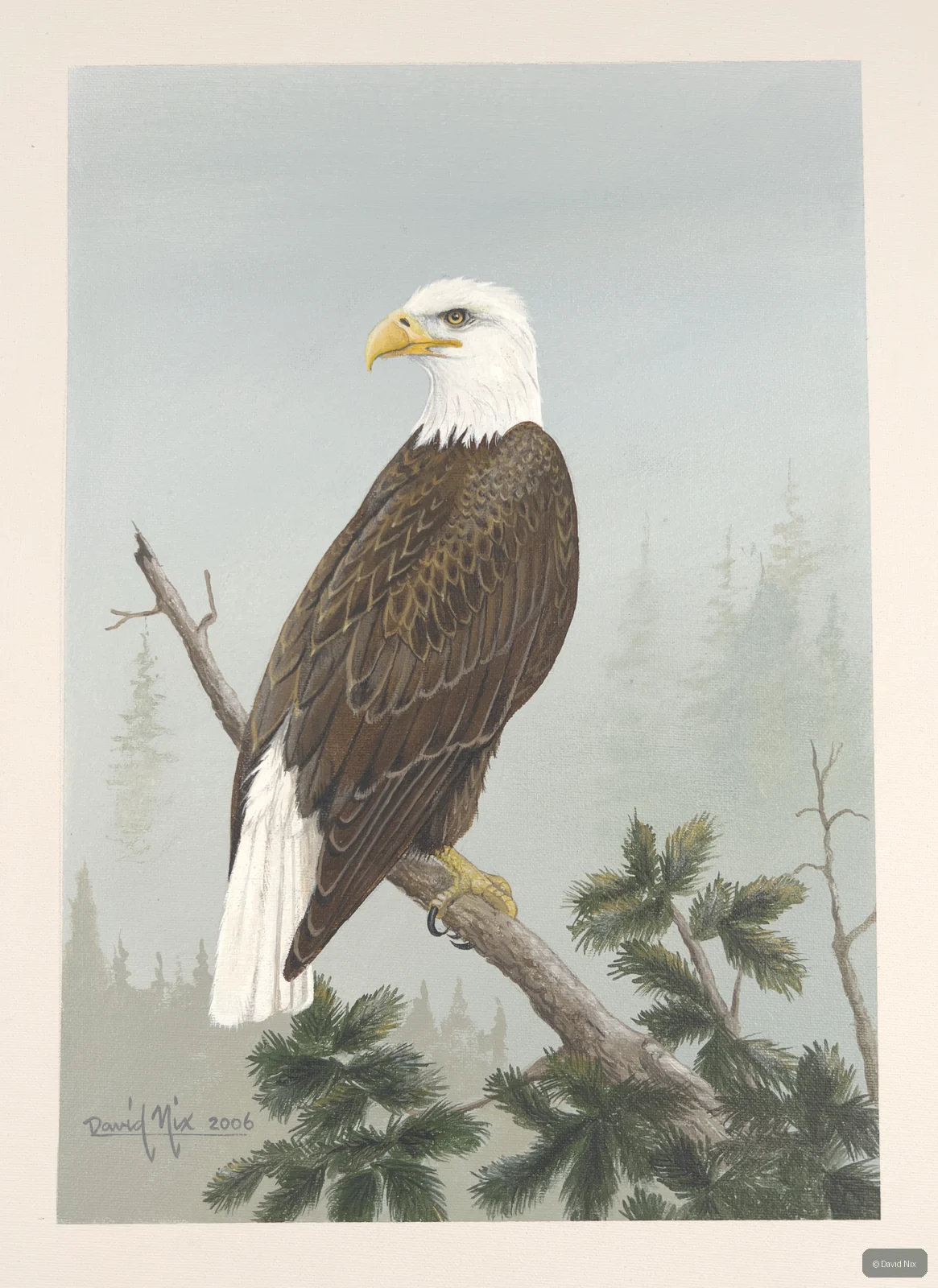 Bald eagle perched in misty pine setting.