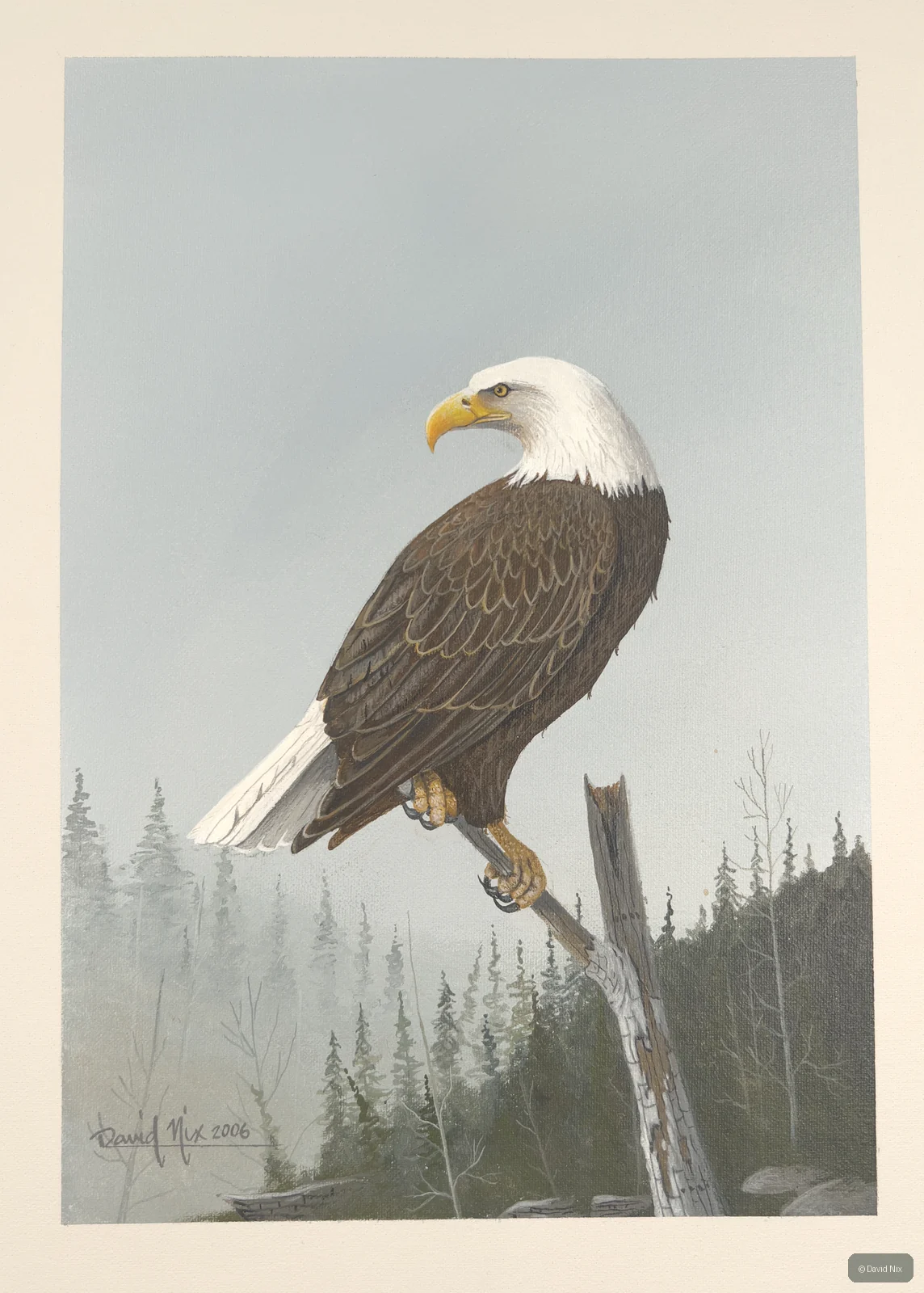 Bald eagle on snag, misty forest background.