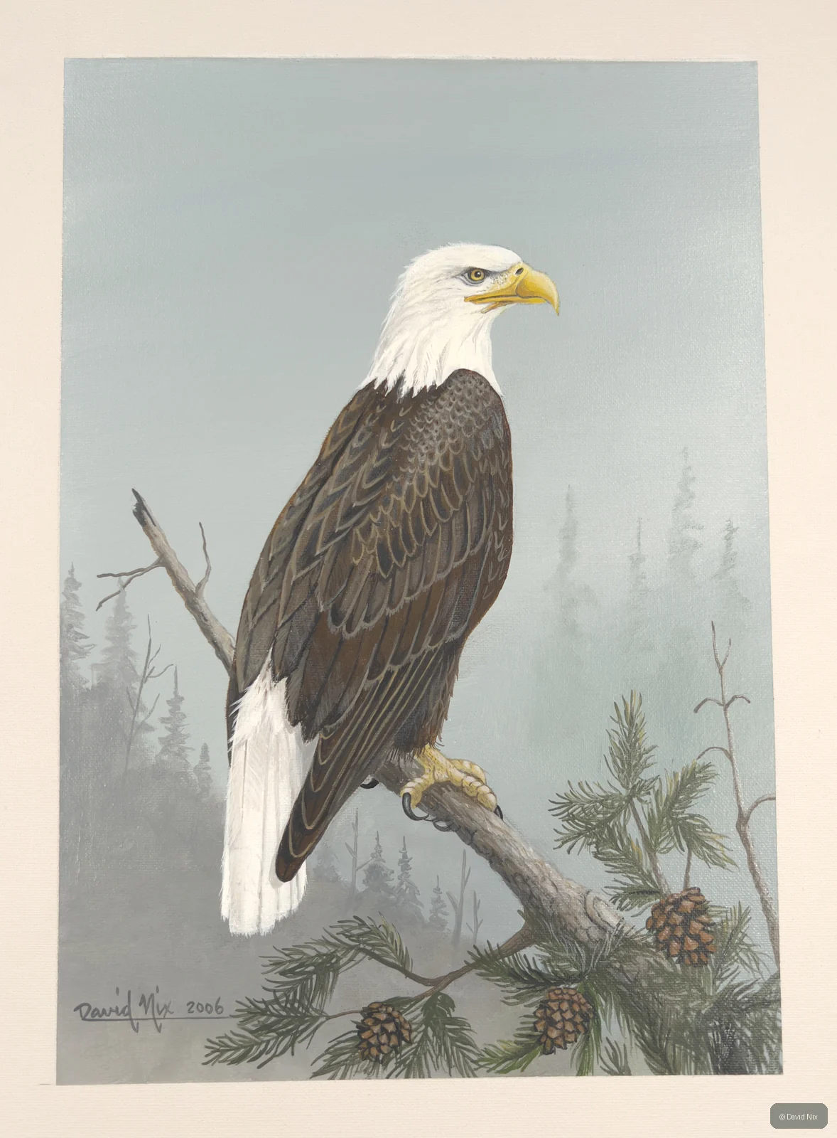 Bald eagle on pine branch with cones.