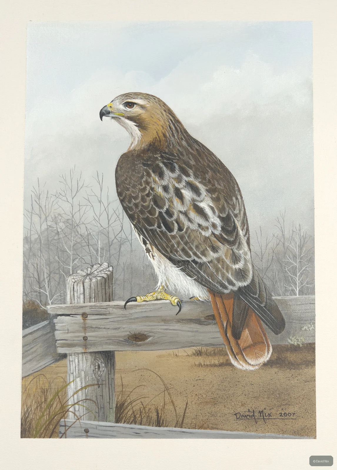 Red-tailed hawk on fence in winter field.