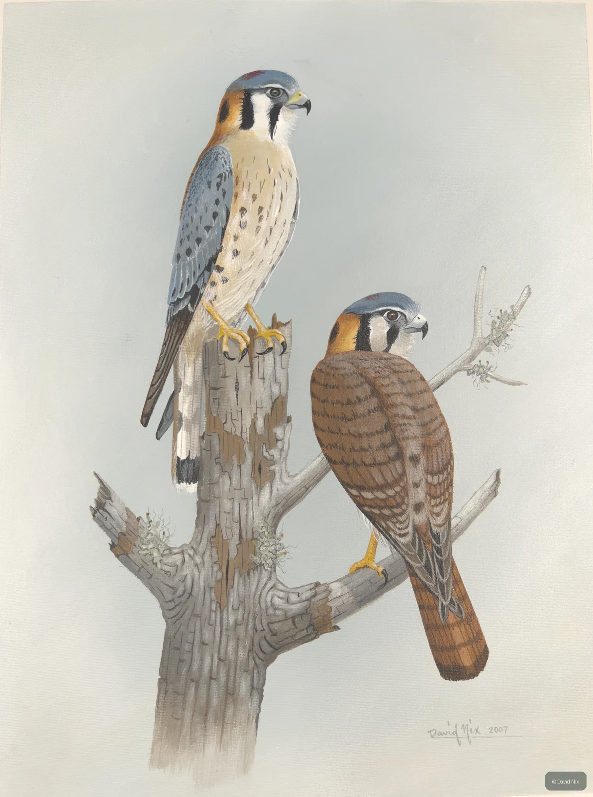 Two American kestrels on weathered post/tree.
