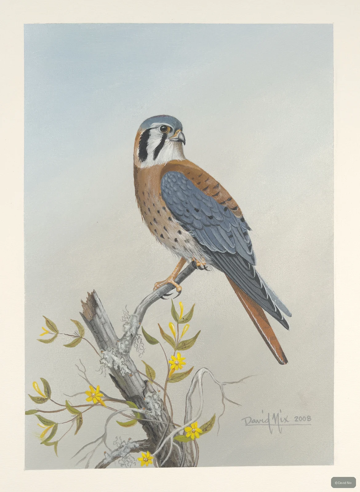 Kestrel with flowering branch.