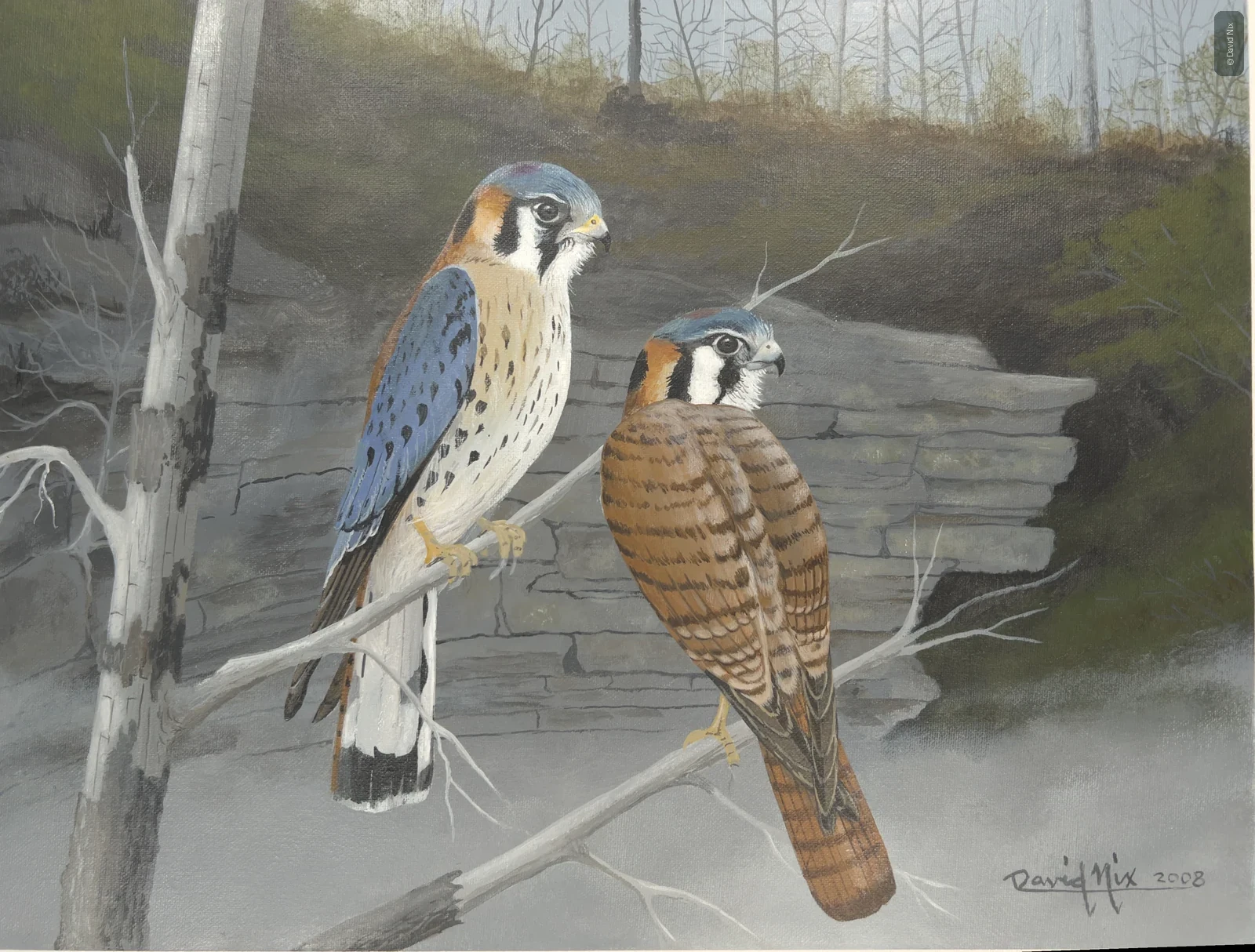 Two kestrels; image appears rotated/upside-down in contact sheet.