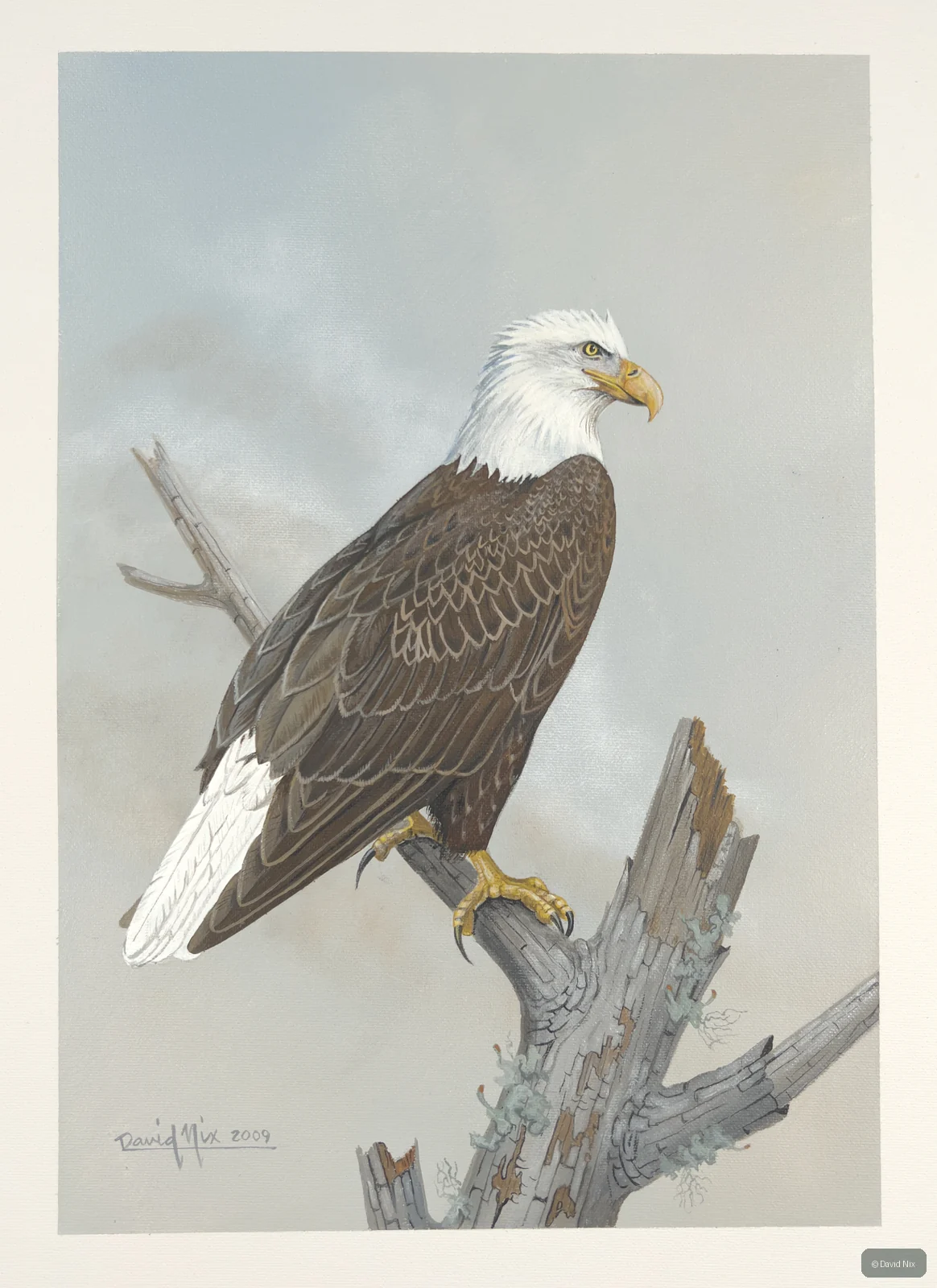 Bald eagle on broken snag.