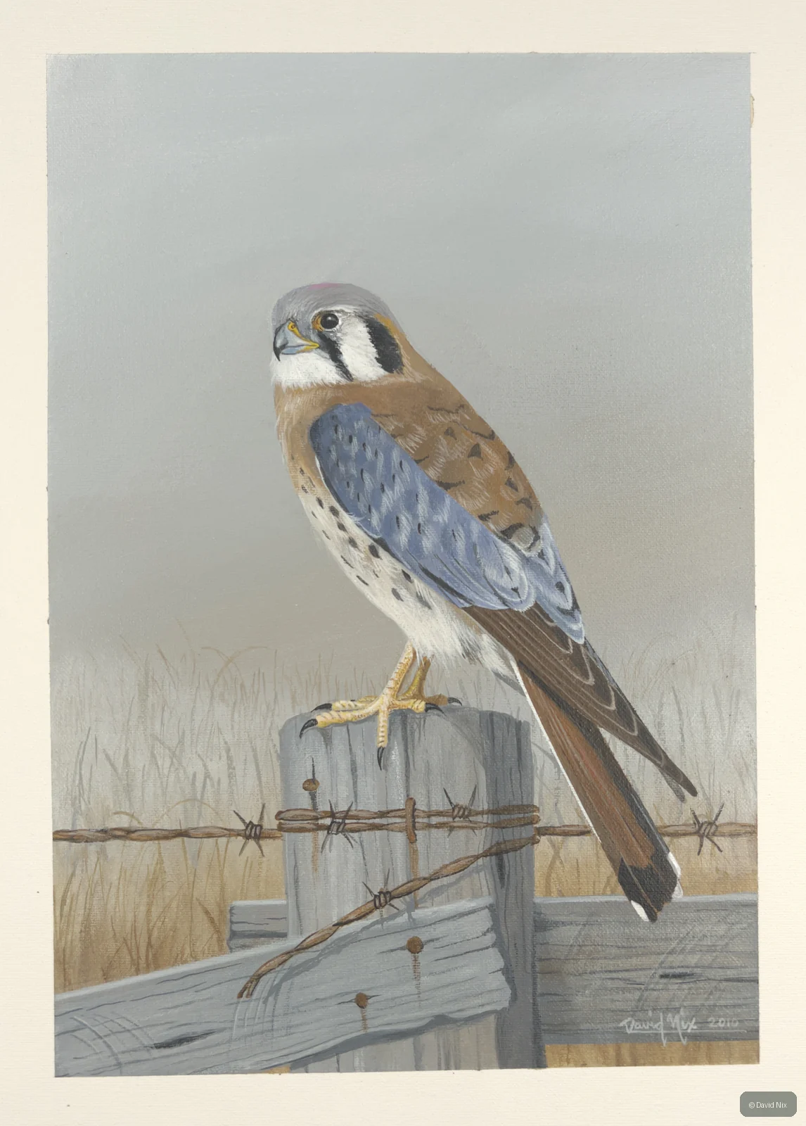 Kestrel on fencepost, field background.