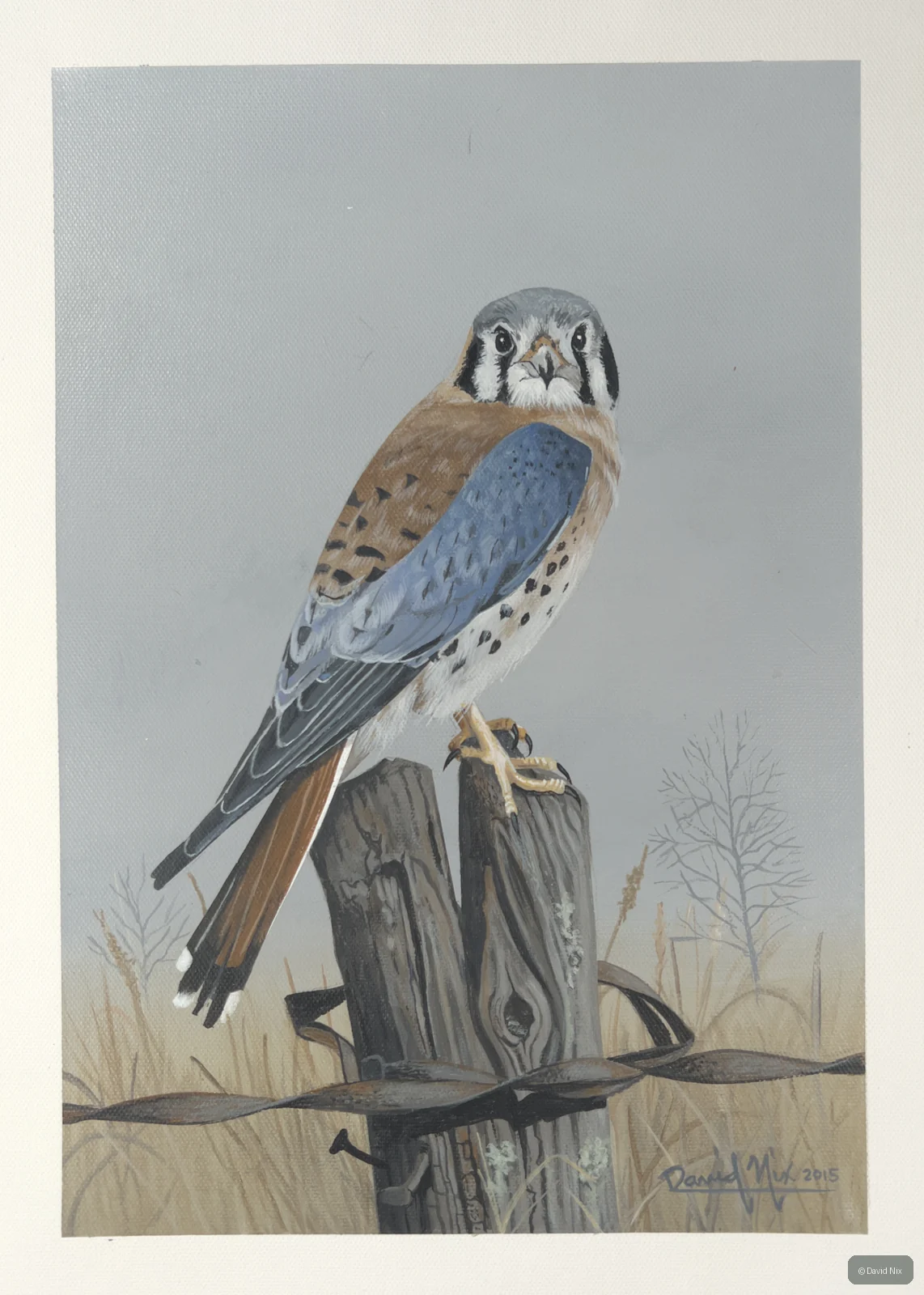 Kestrel on weathered post, soft field background.