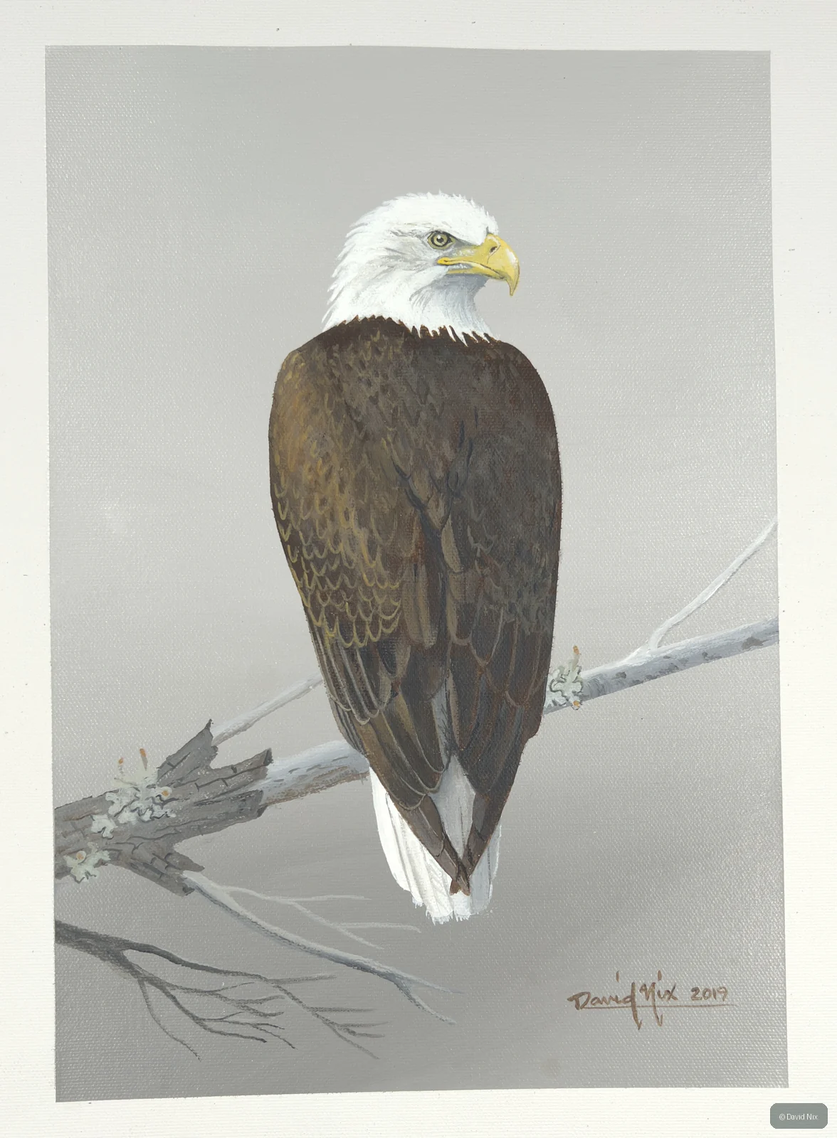 Bald eagle rear view on branch.