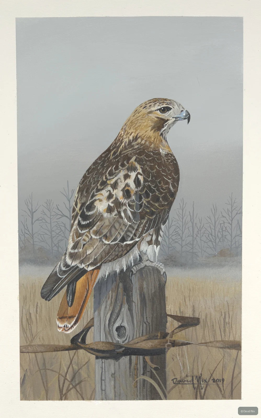 Red-tailed hawk on birdhouse/fencepost.