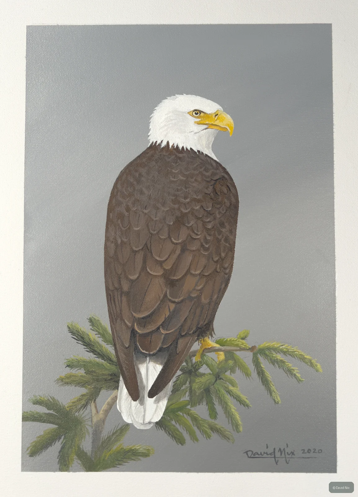 Bald eagle rear view on evergreen branch.