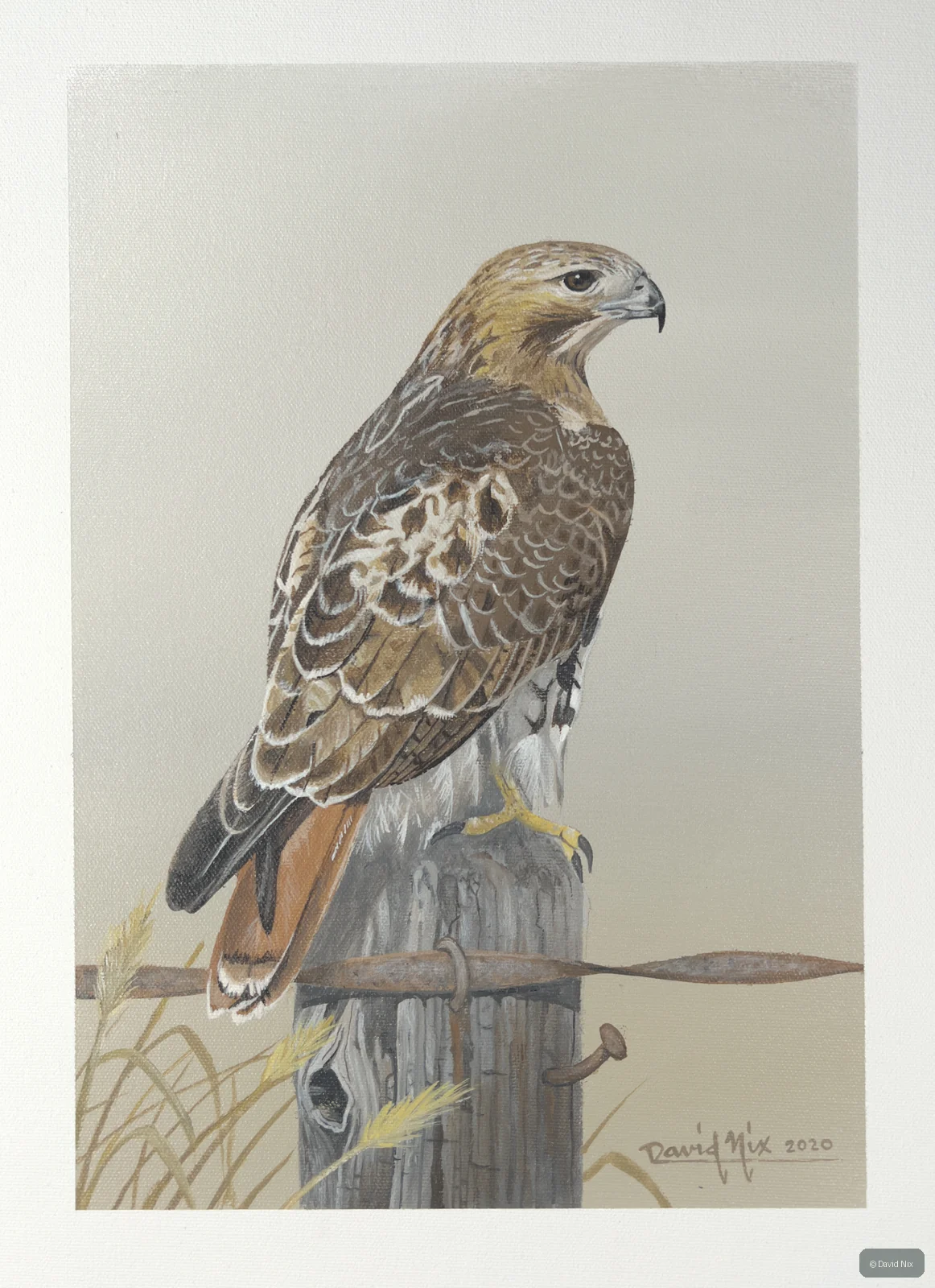Red-tailed hawk perched on post with grasses.