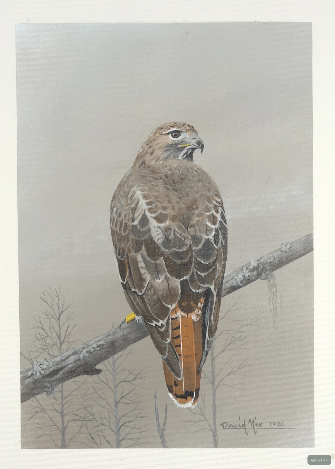 Red-tailed hawk rear view on branch.