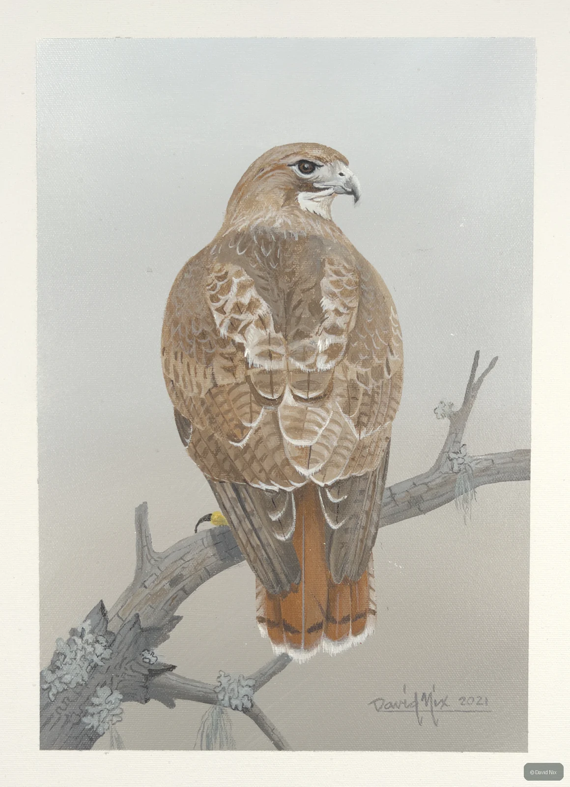 Broad hawk rear view on branch.