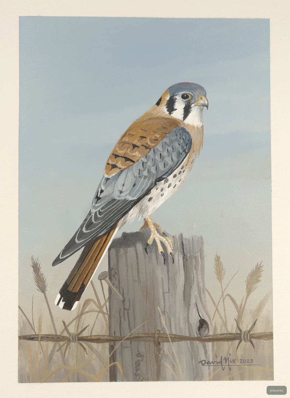 Kestrel on fencepost, clean blue-gray background.