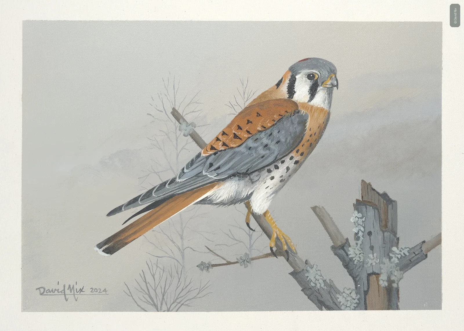 Kestrel appears upside-down/rotated in contact sheet.