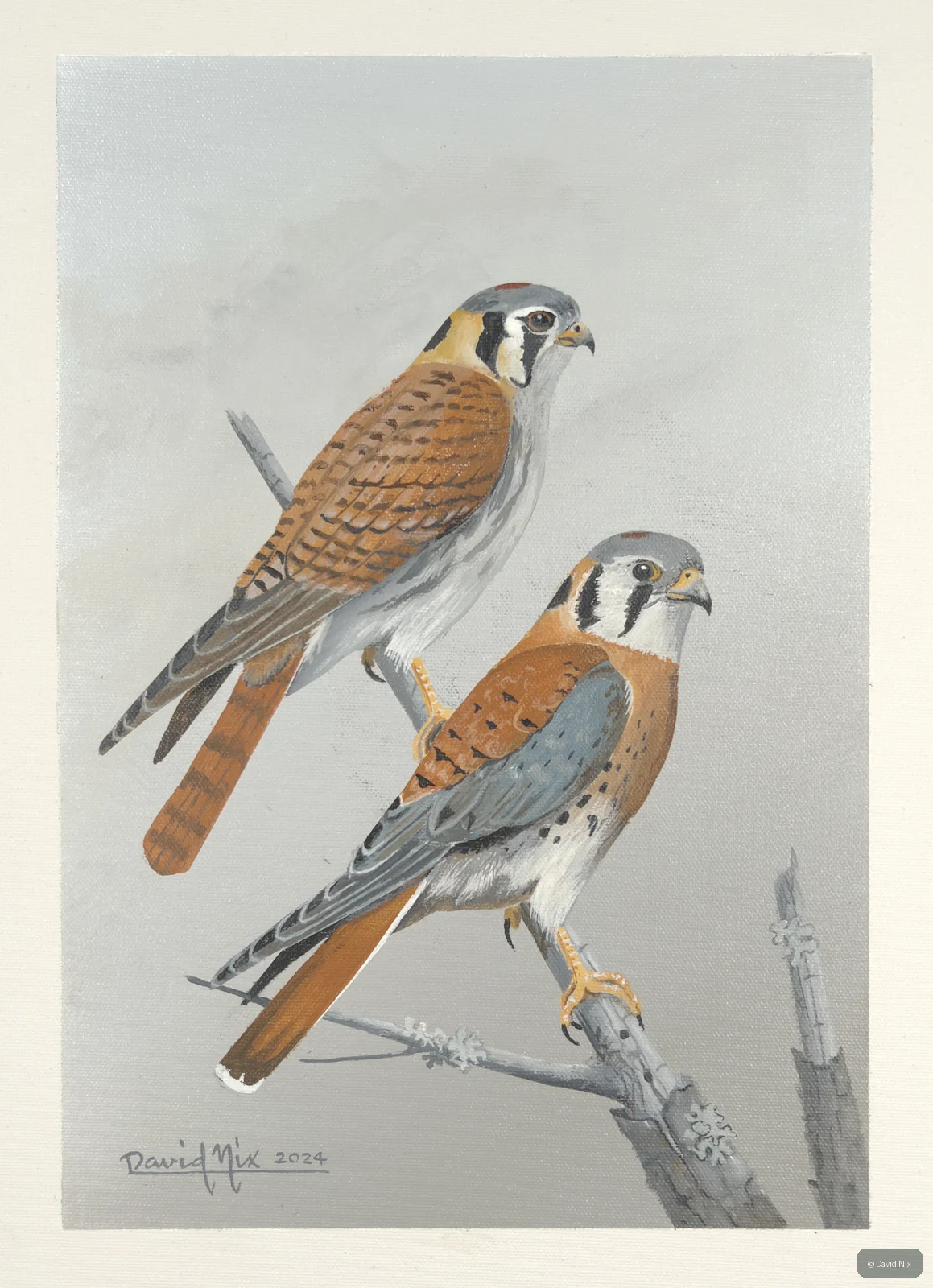Two kestrels perched on branch.
