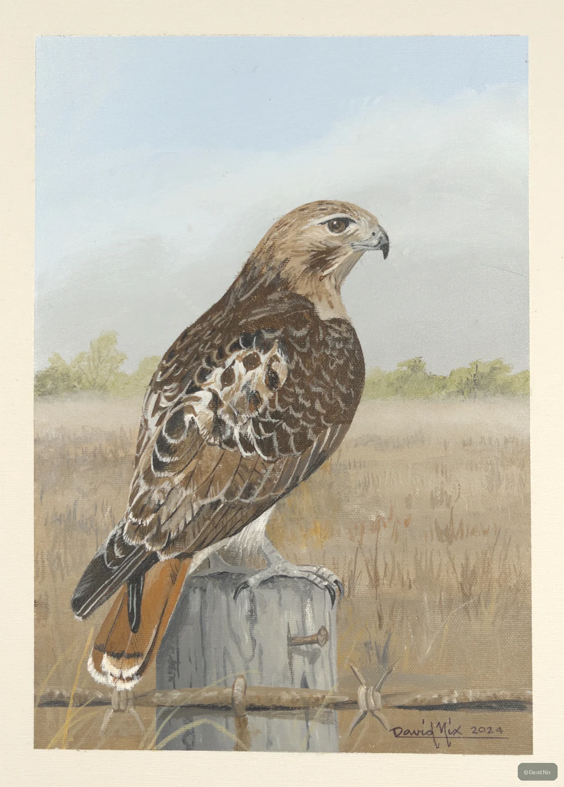 Red-tailed hawk in pale landscape.