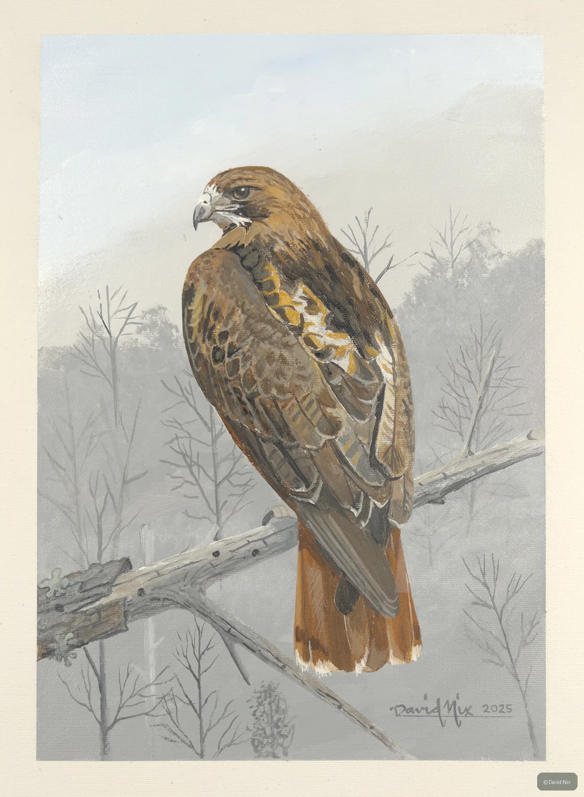 Red-tailed hawk on snowy/winter branch.