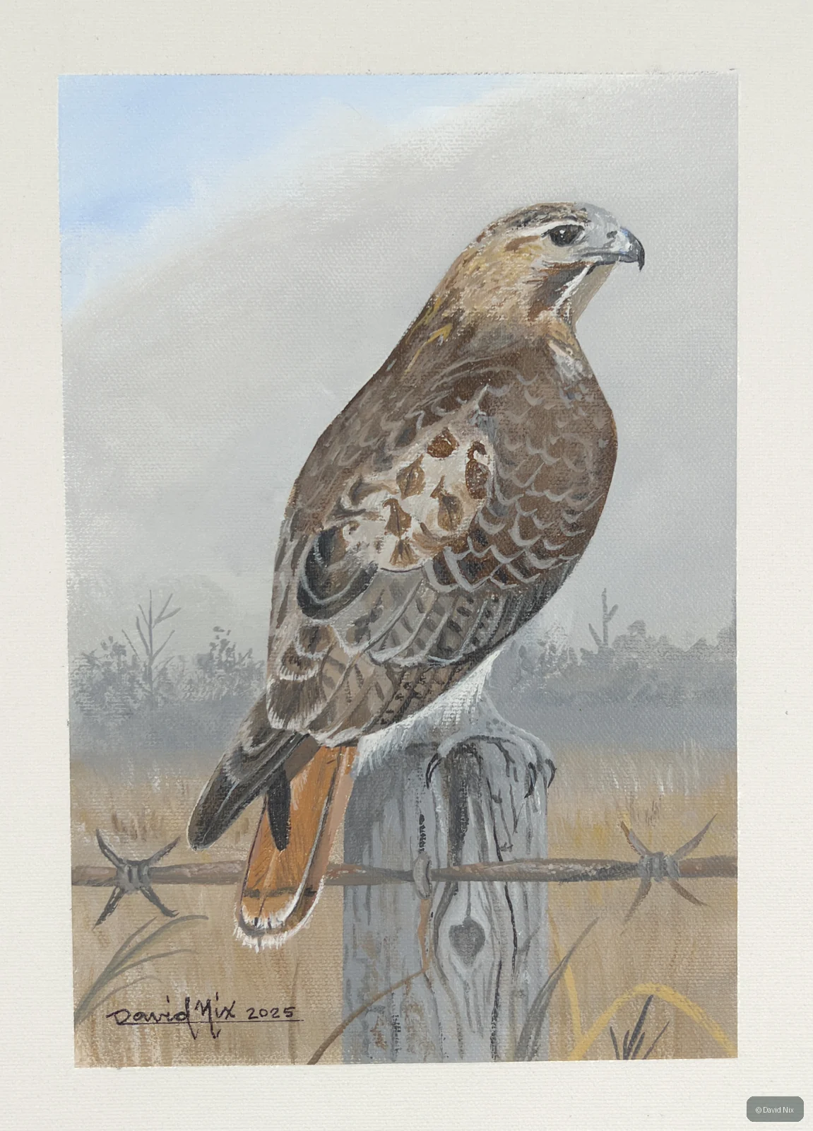 Red-tailed hawk on post with sky/field.