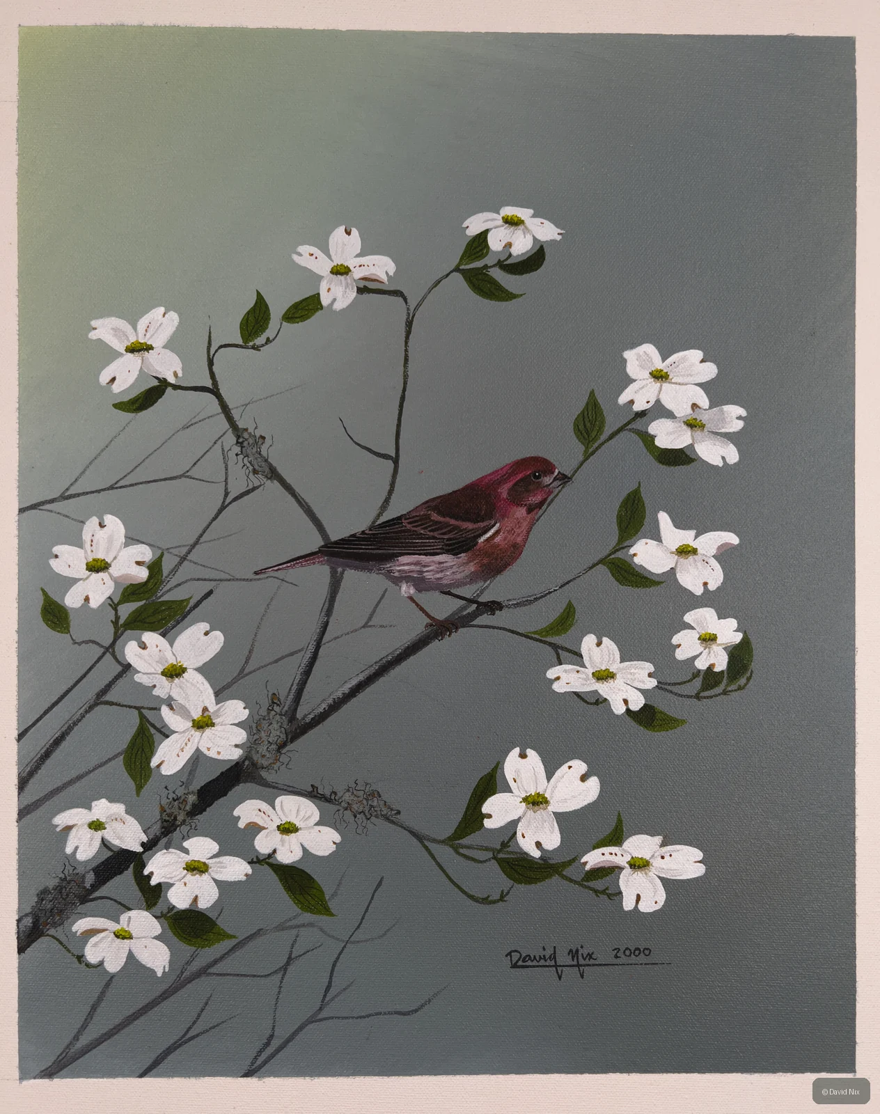 Male house finch among white dogwood blossoms.