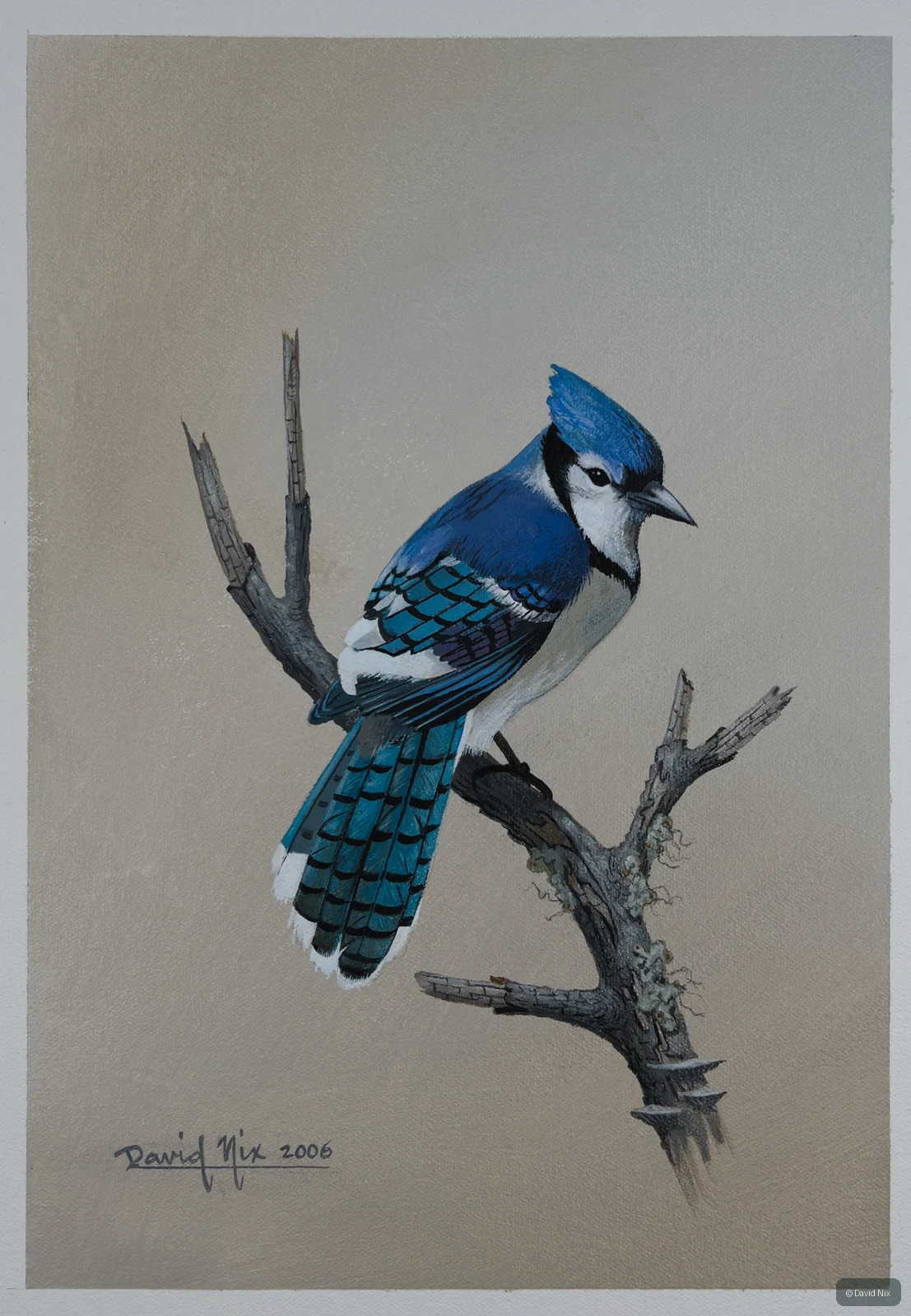 Blue jay perched on bare branch against neutral background.