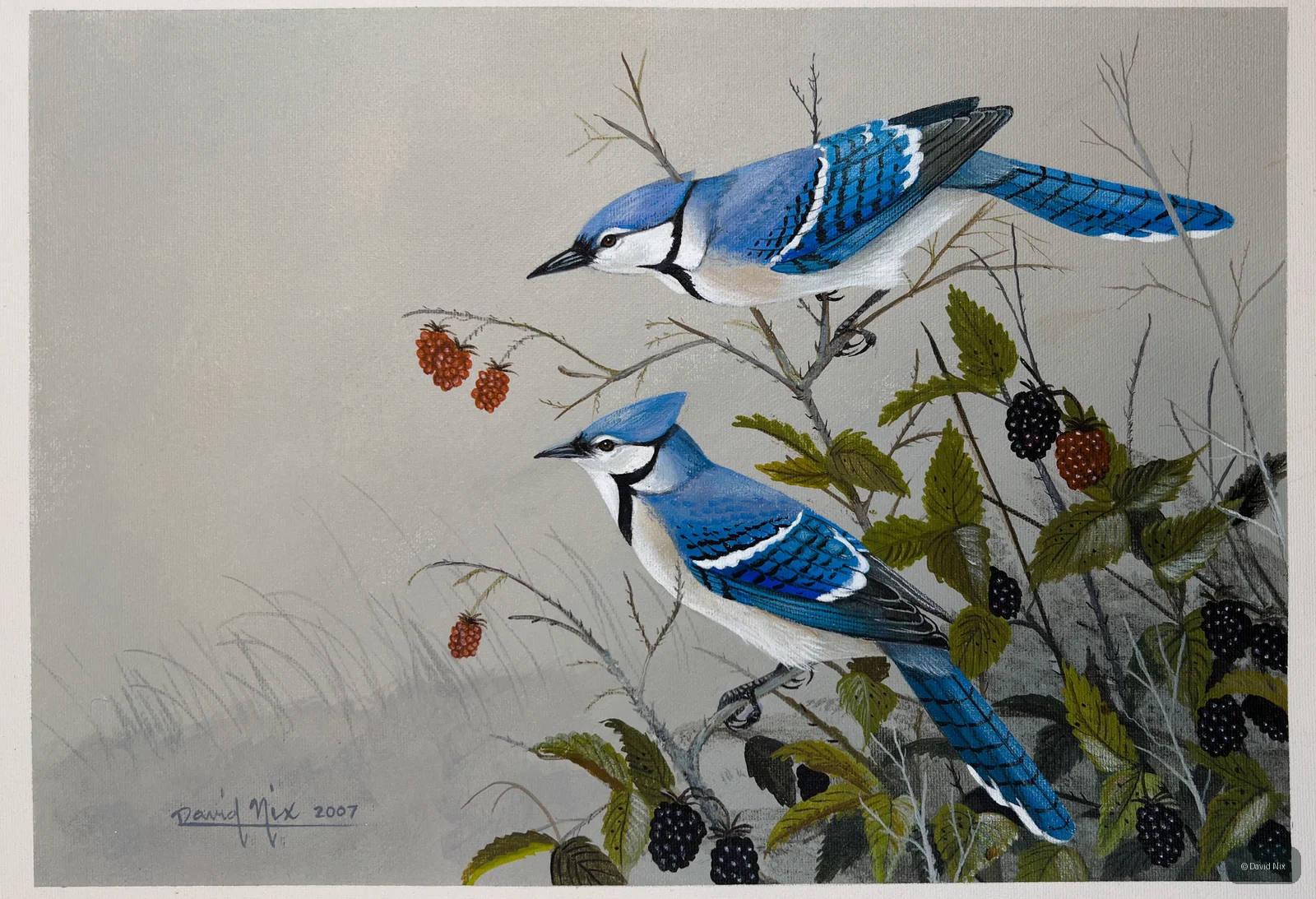 Blue Jays in Blackberries; original wildlife artwork in the songbirds series.