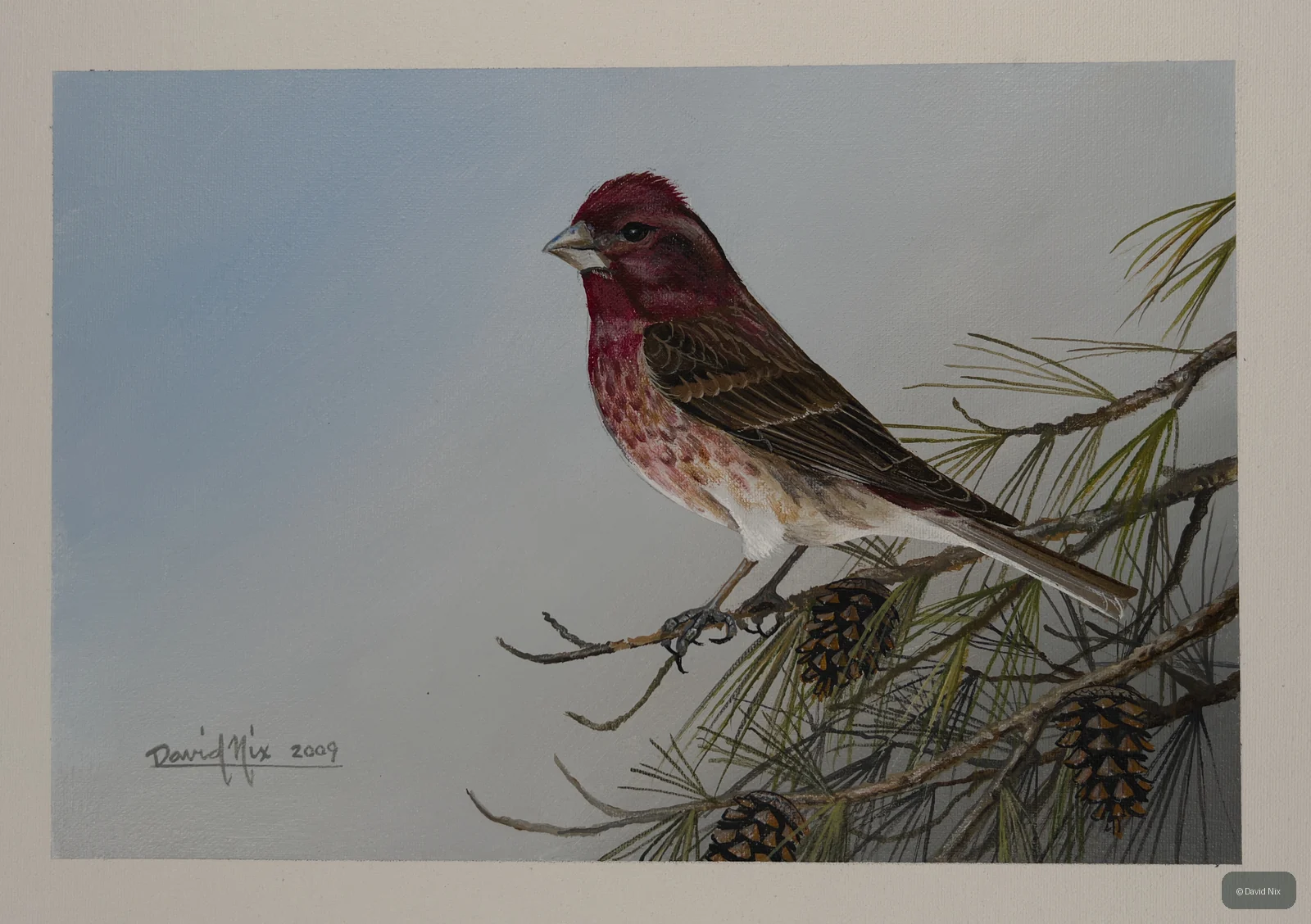 Male house finch perched on pine branch.