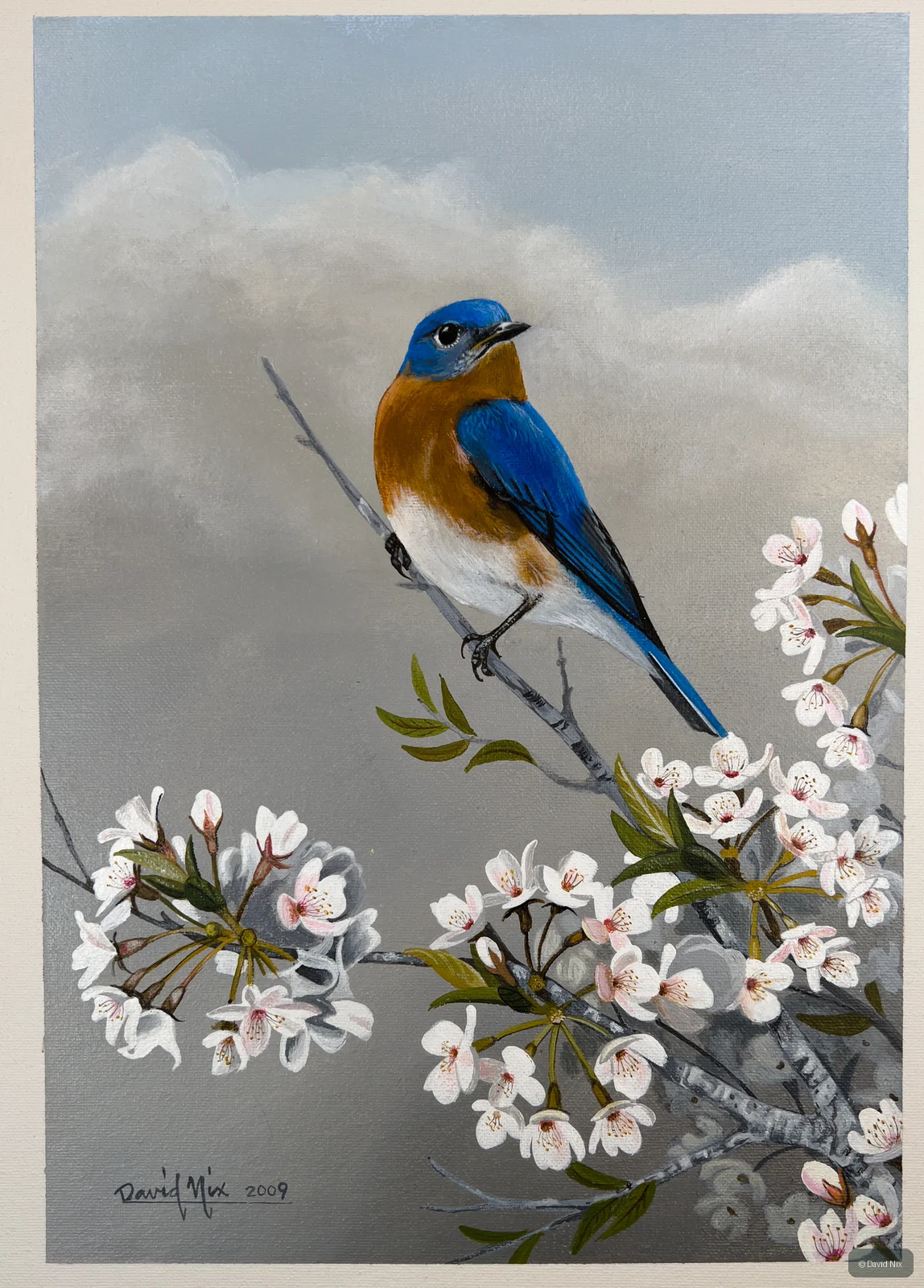 Bluebird in Apple Blossoms; original wildlife artwork in the songbirds series.