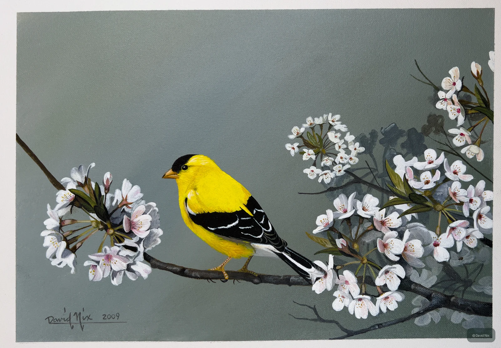 Goldfinch in Cherry Blossoms; original wildlife artwork in the songbirds series.