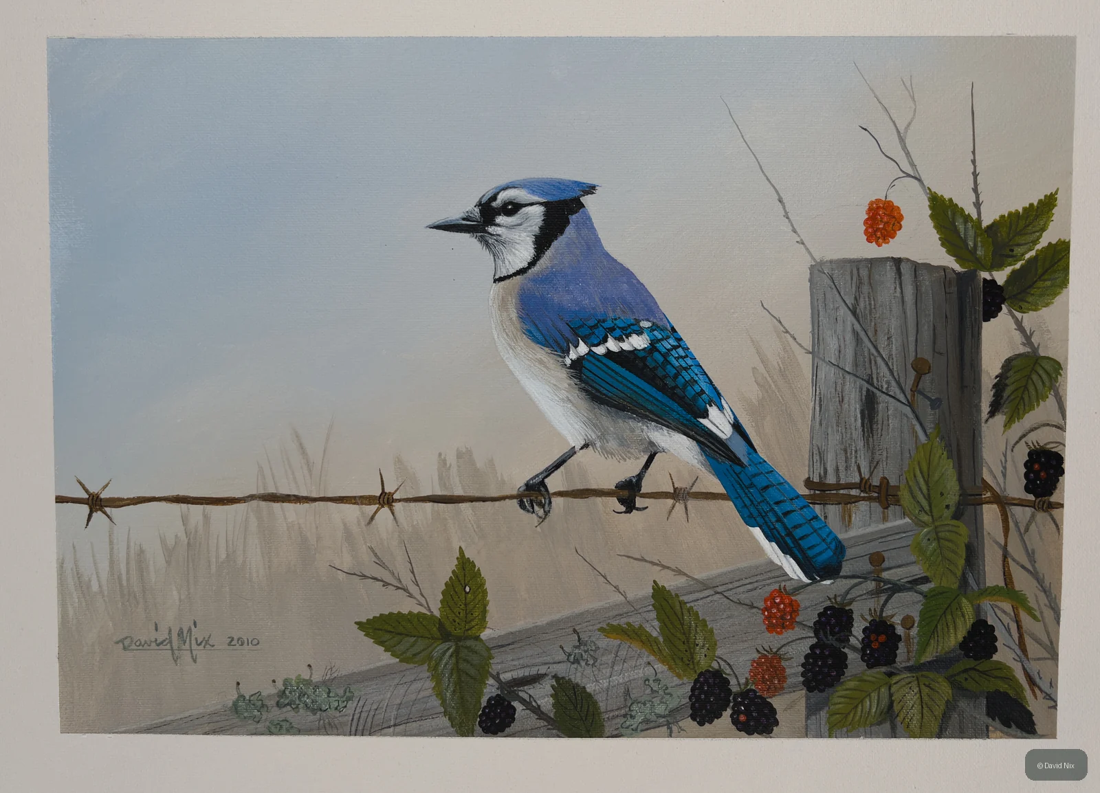 Blue jay on wire fence with blackberries and wooden post.