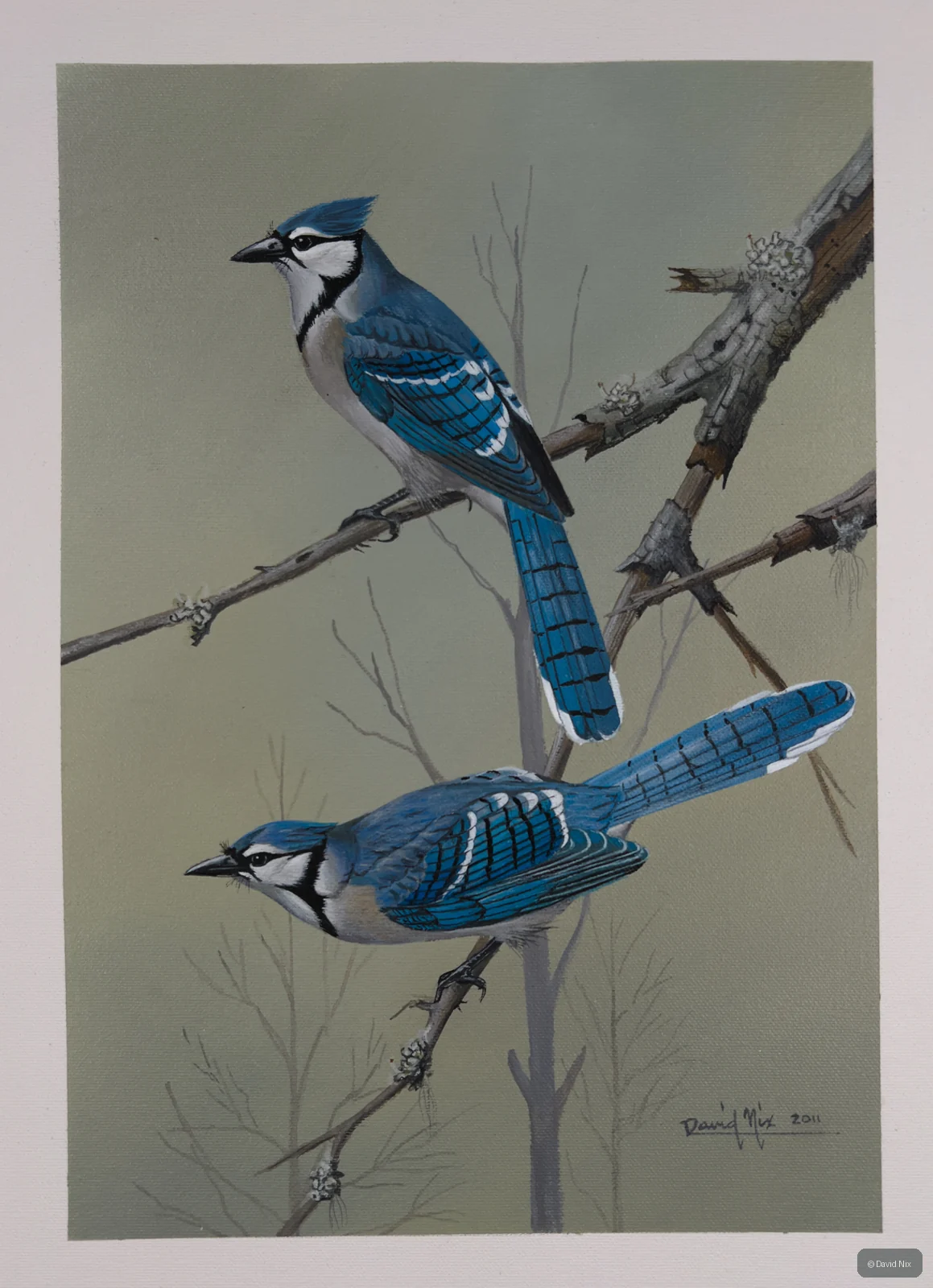 Two blue jays on crossing branches.