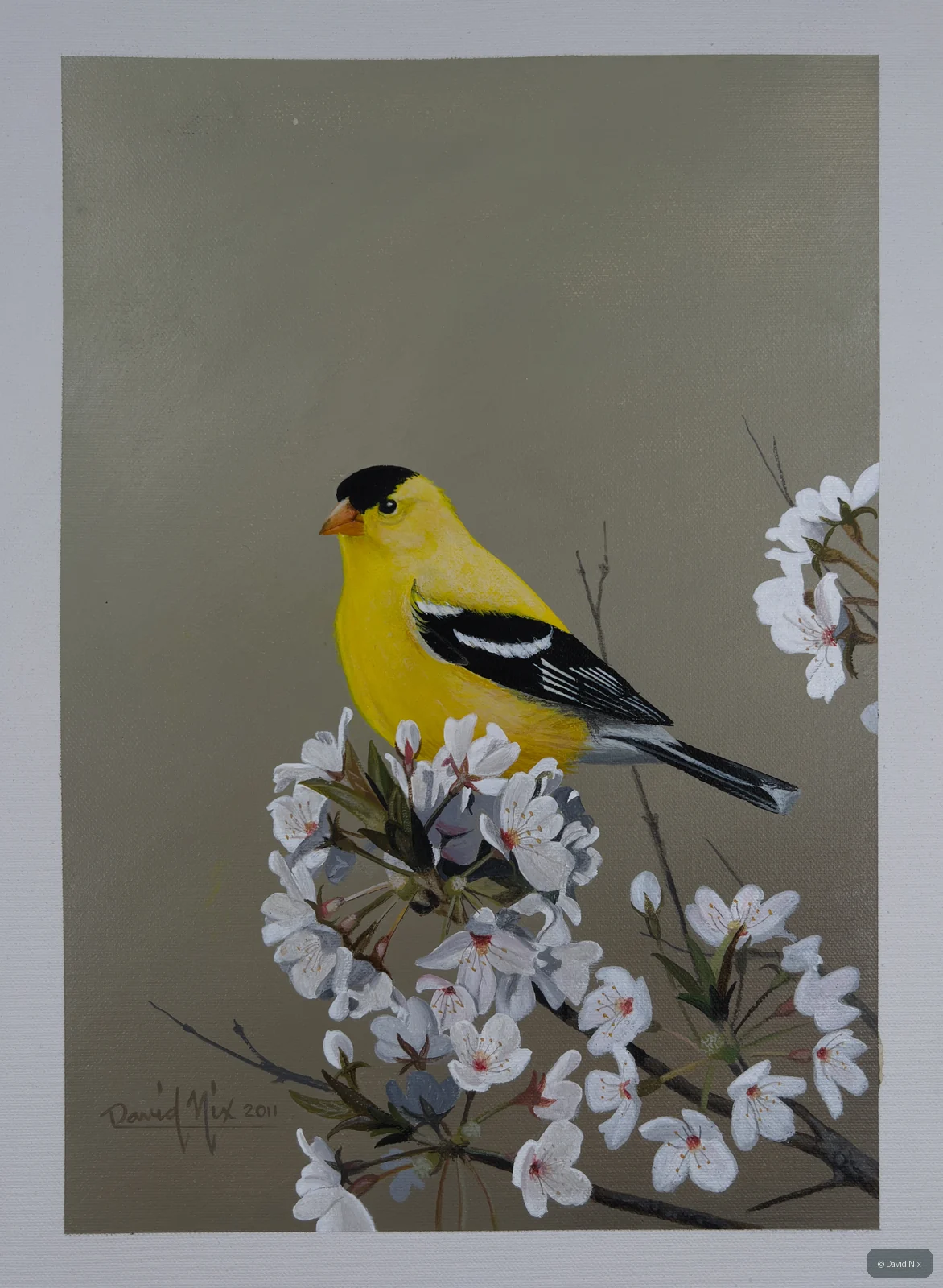 American goldfinch perched among pale blossoms.