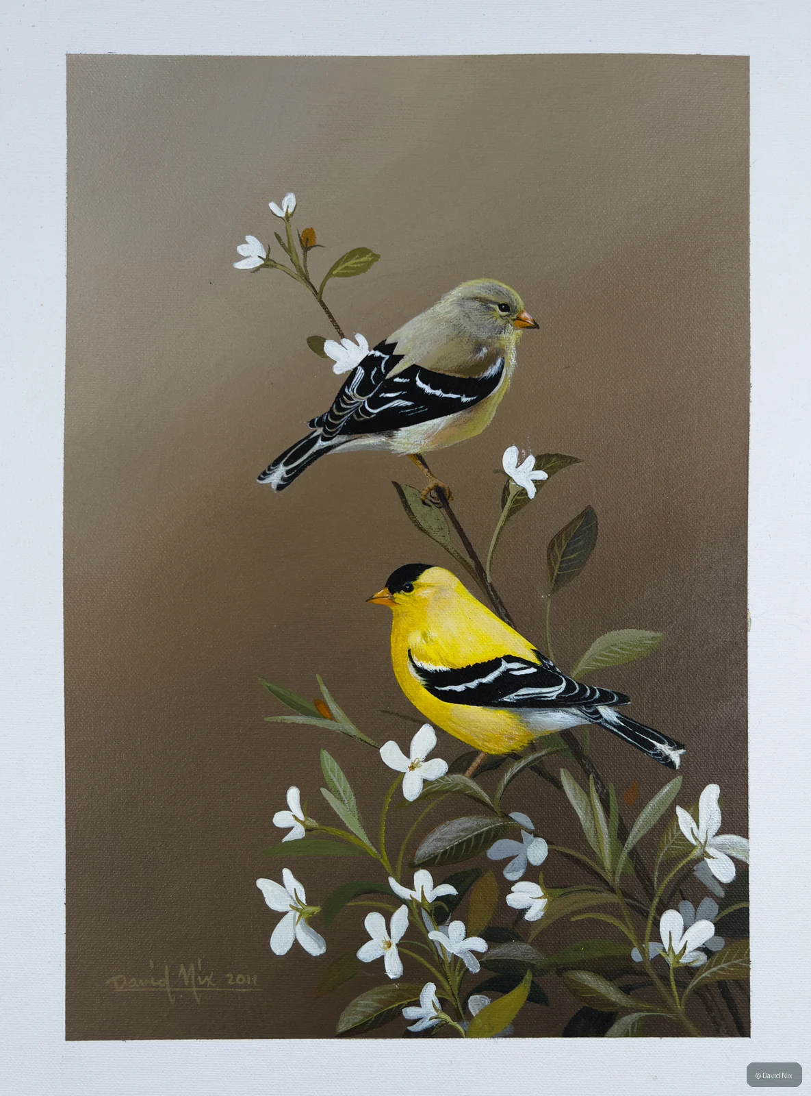 Pair of goldfinches among white flowers.