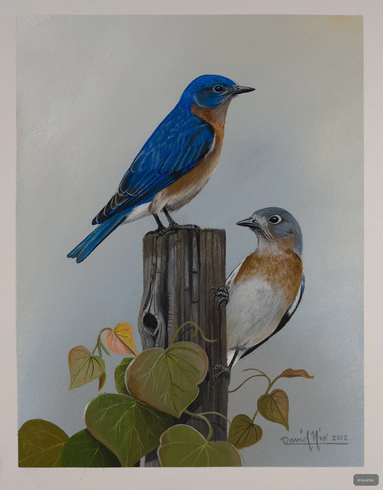 Pair of bluebirds perched by a wooden post and vine leaves.