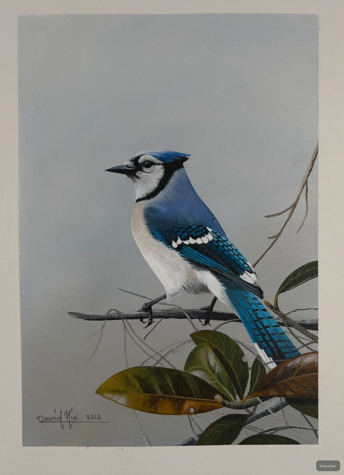 Blue jay perched among leaves and branch tips.