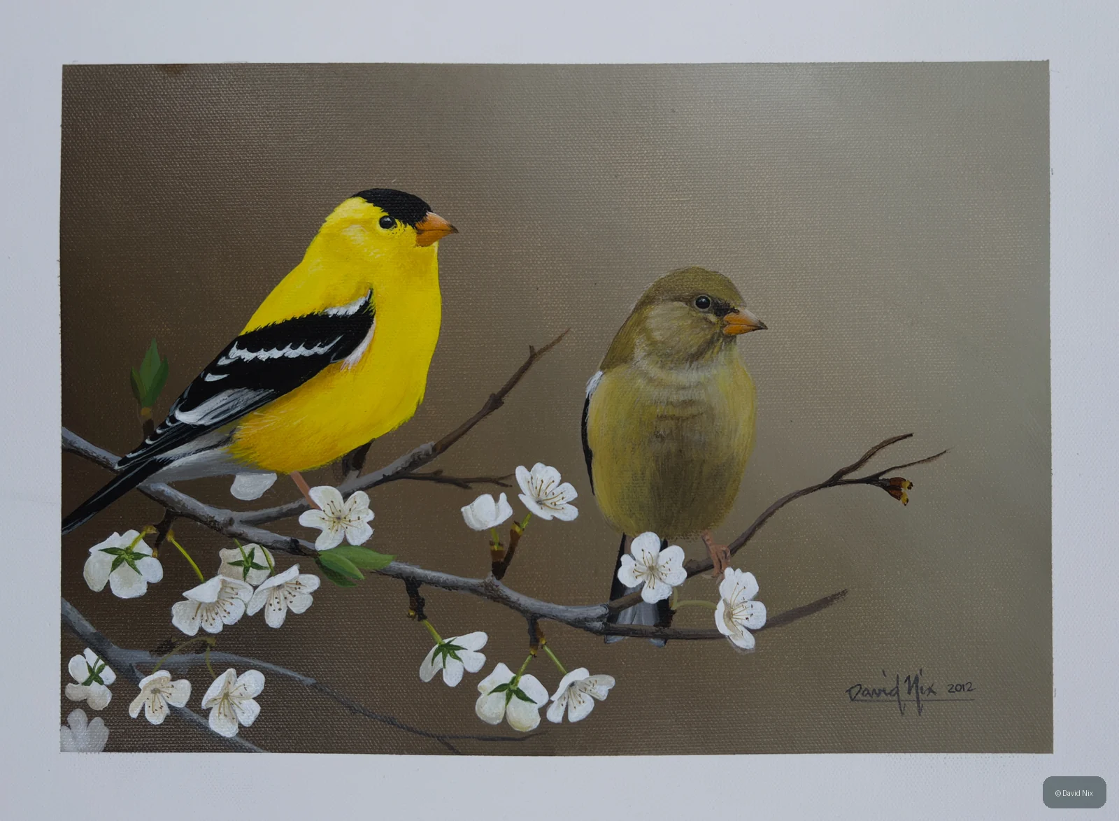 Goldfinch pair on flowering branch, landscape format.
