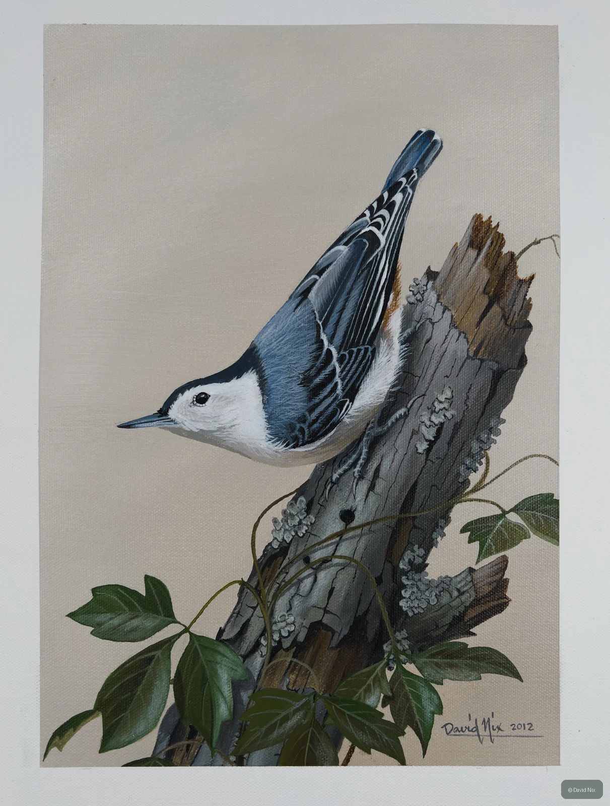 White-breasted nuthatch on weathered stump with green leaves.