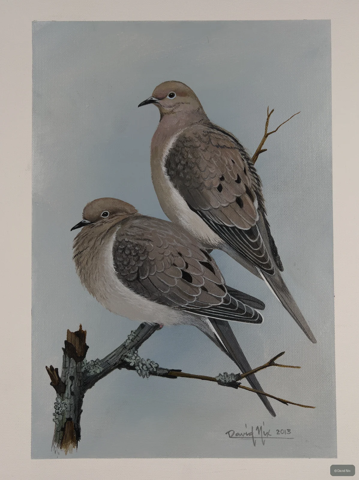 Pair of mourning doves perched on bare twigs.