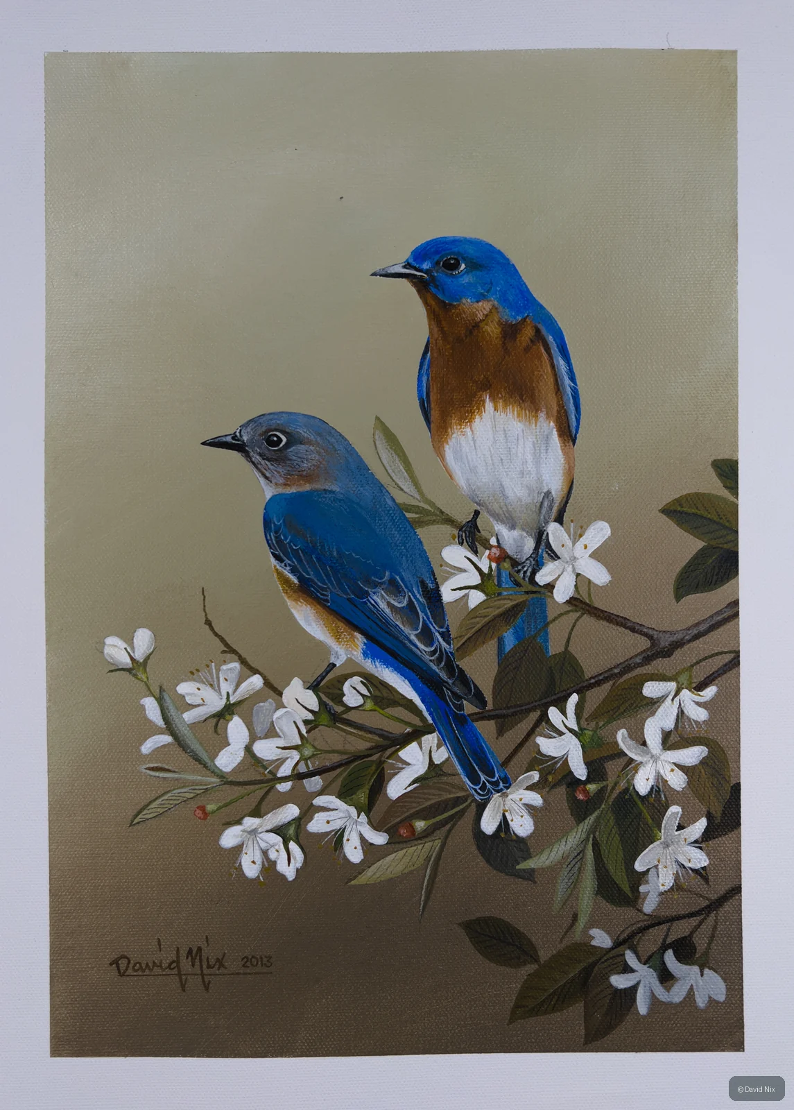 Pair of bluebirds among white blossoms.